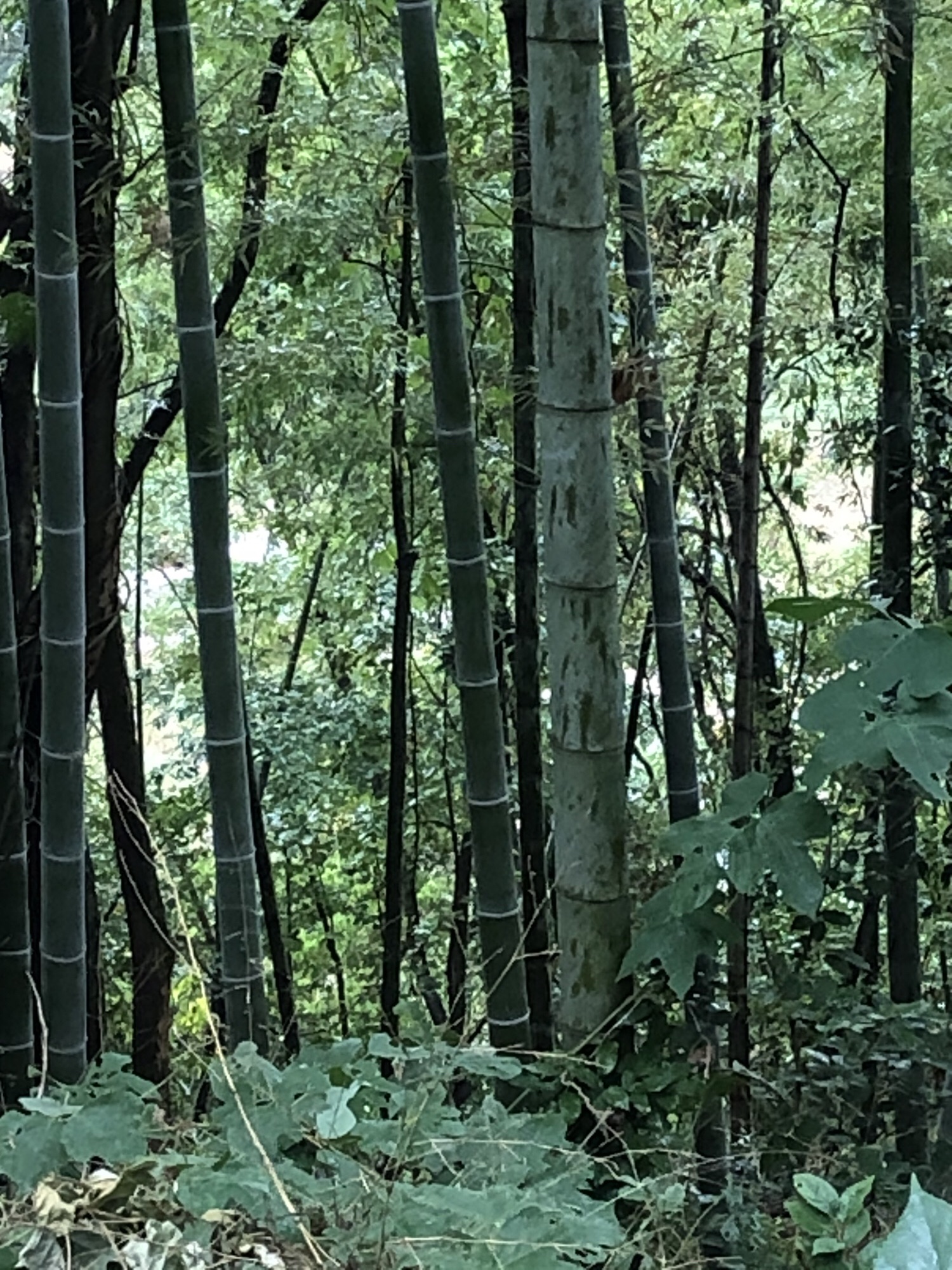 峨山公园旅行图片