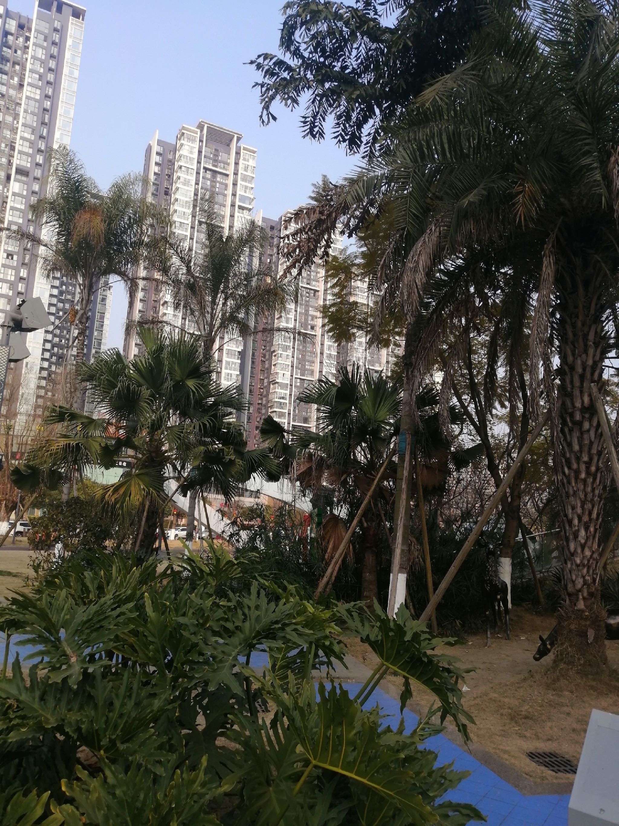 江安公园旅行图片