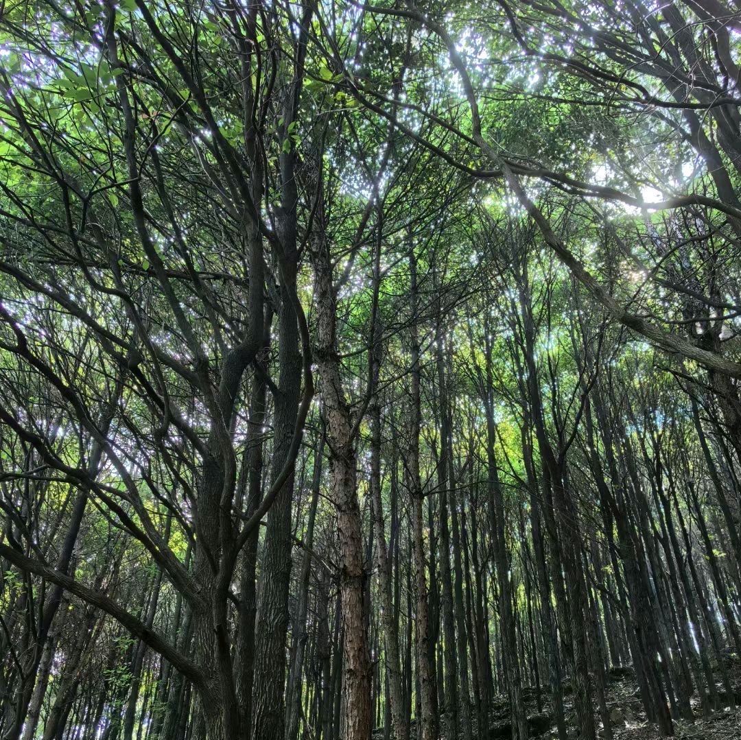 七星山观景台