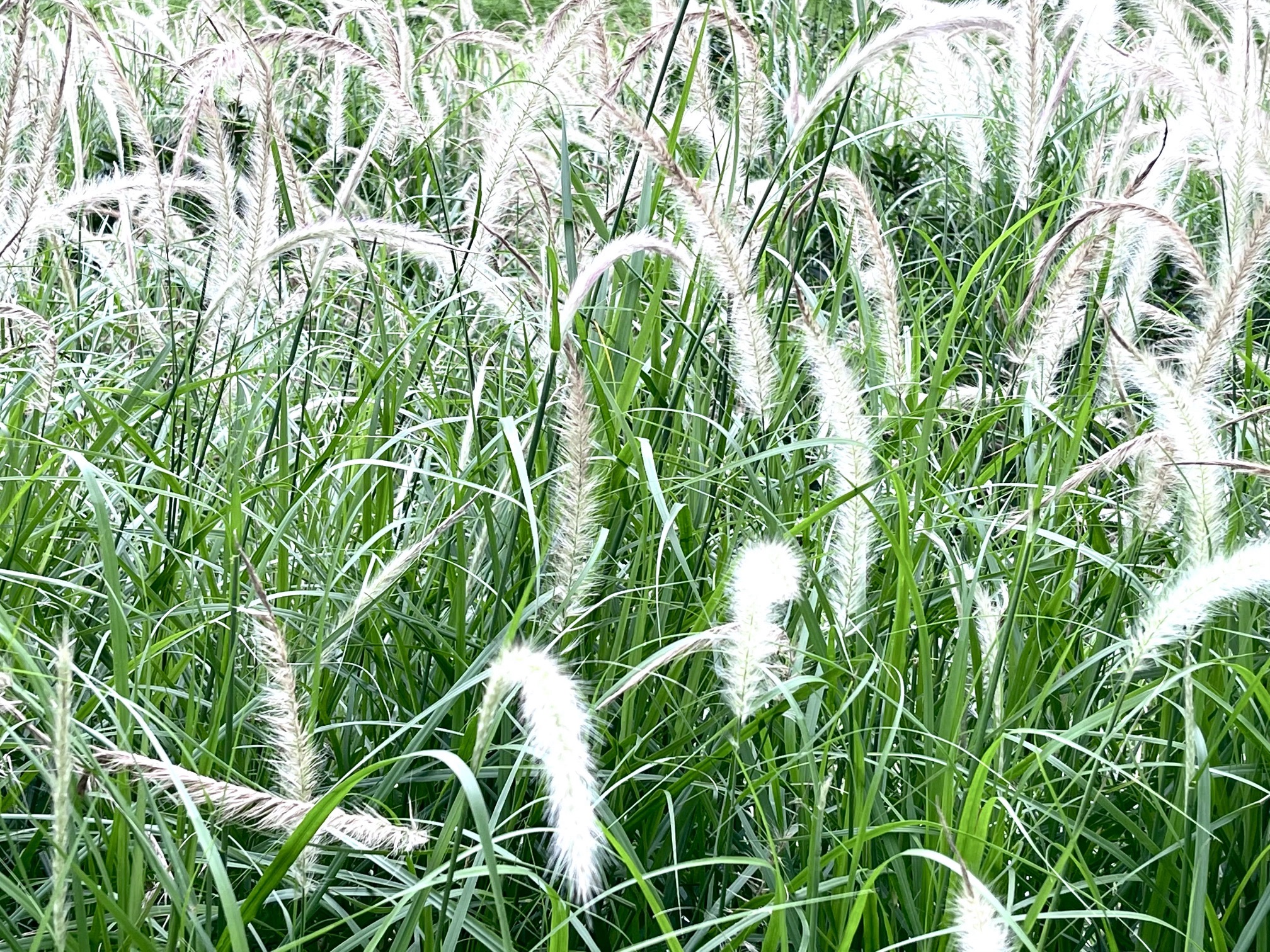 嶂背郊野公园旅行图片