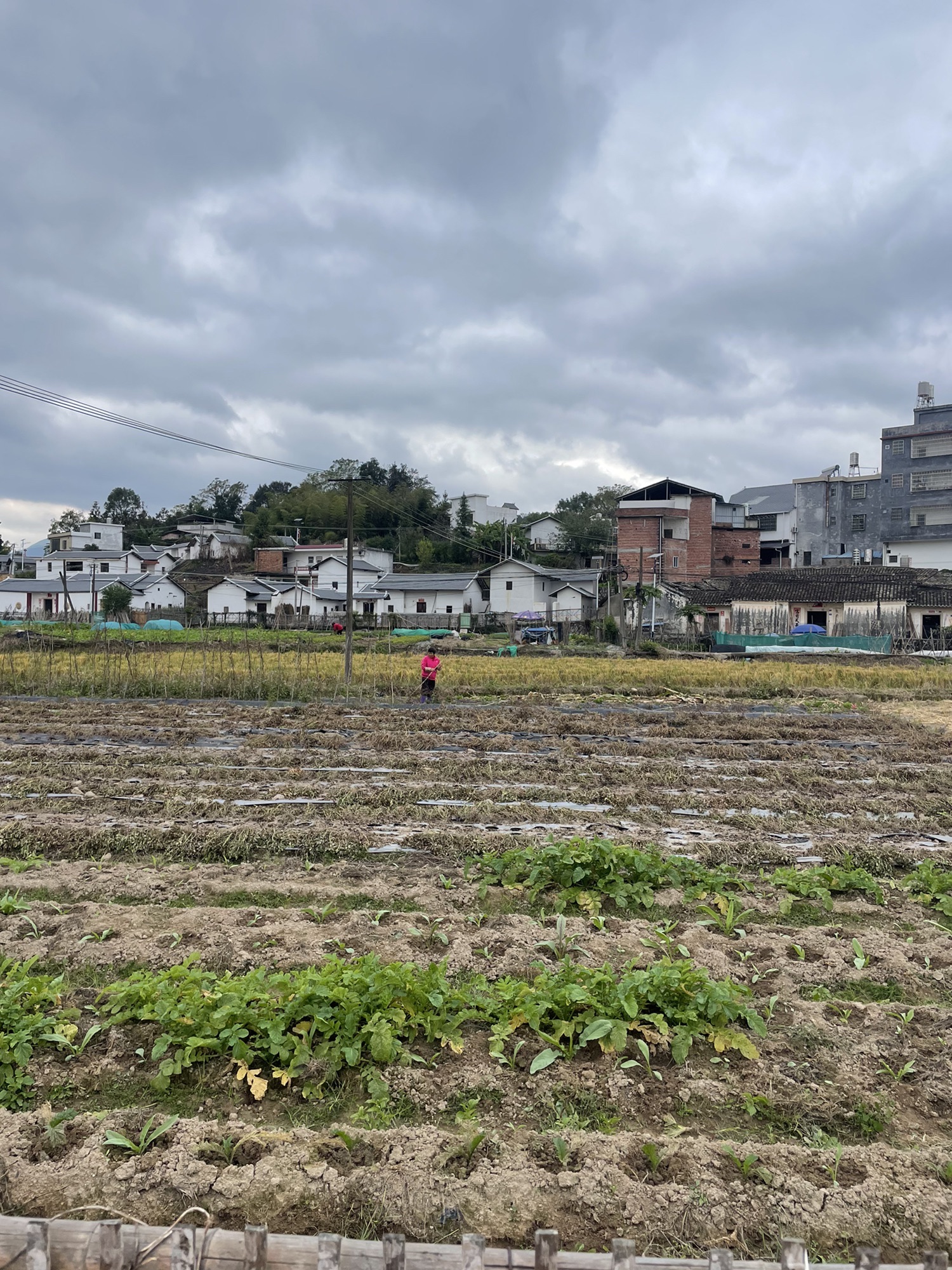 山美村·玉滘镇人大湿地主题公园
