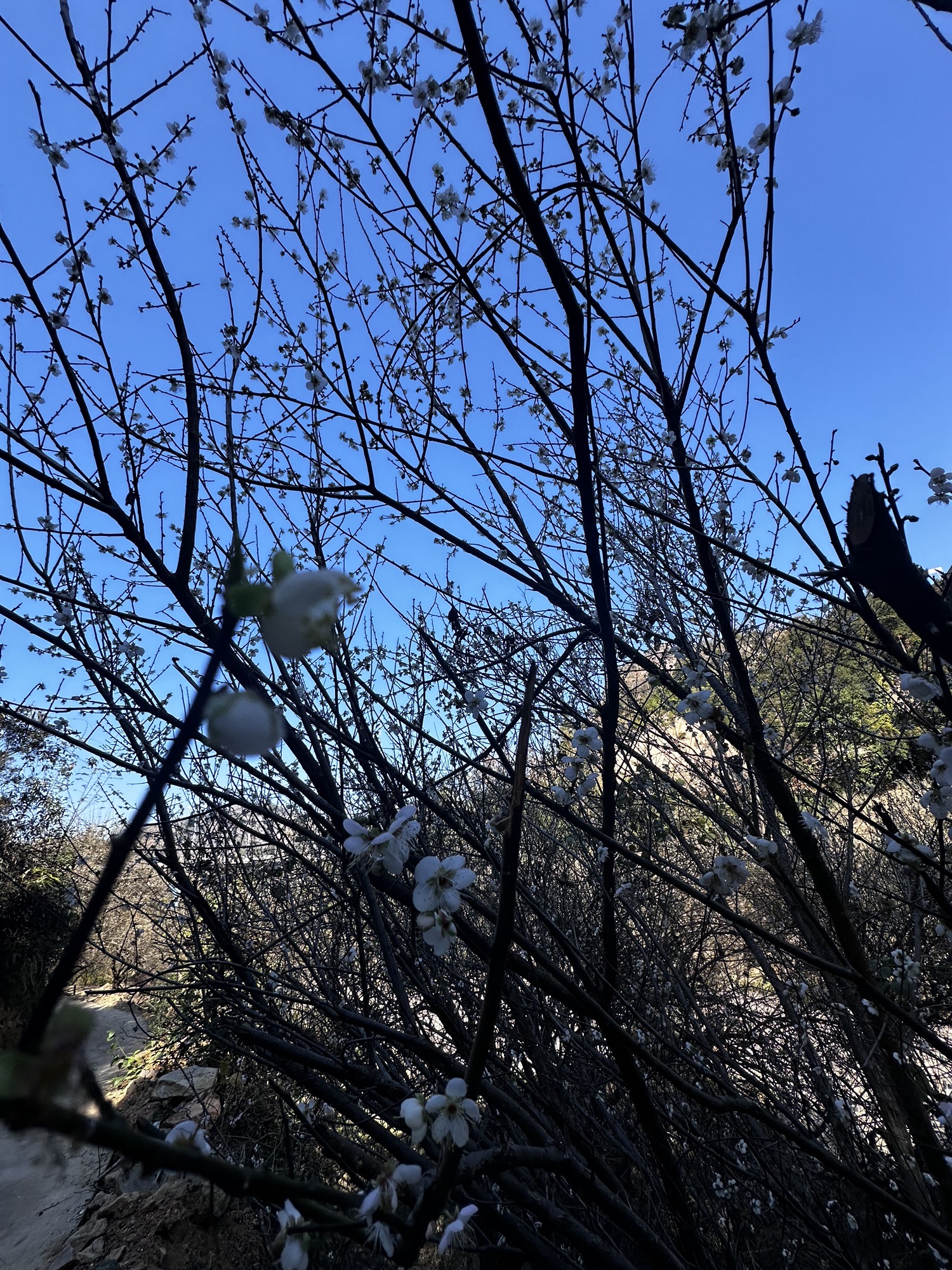 古原大坑赏梅园区