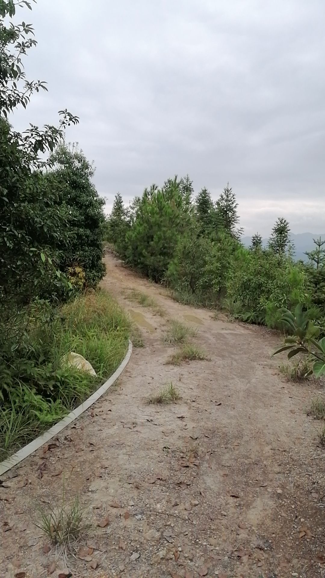 漳平梅龙山森林公园