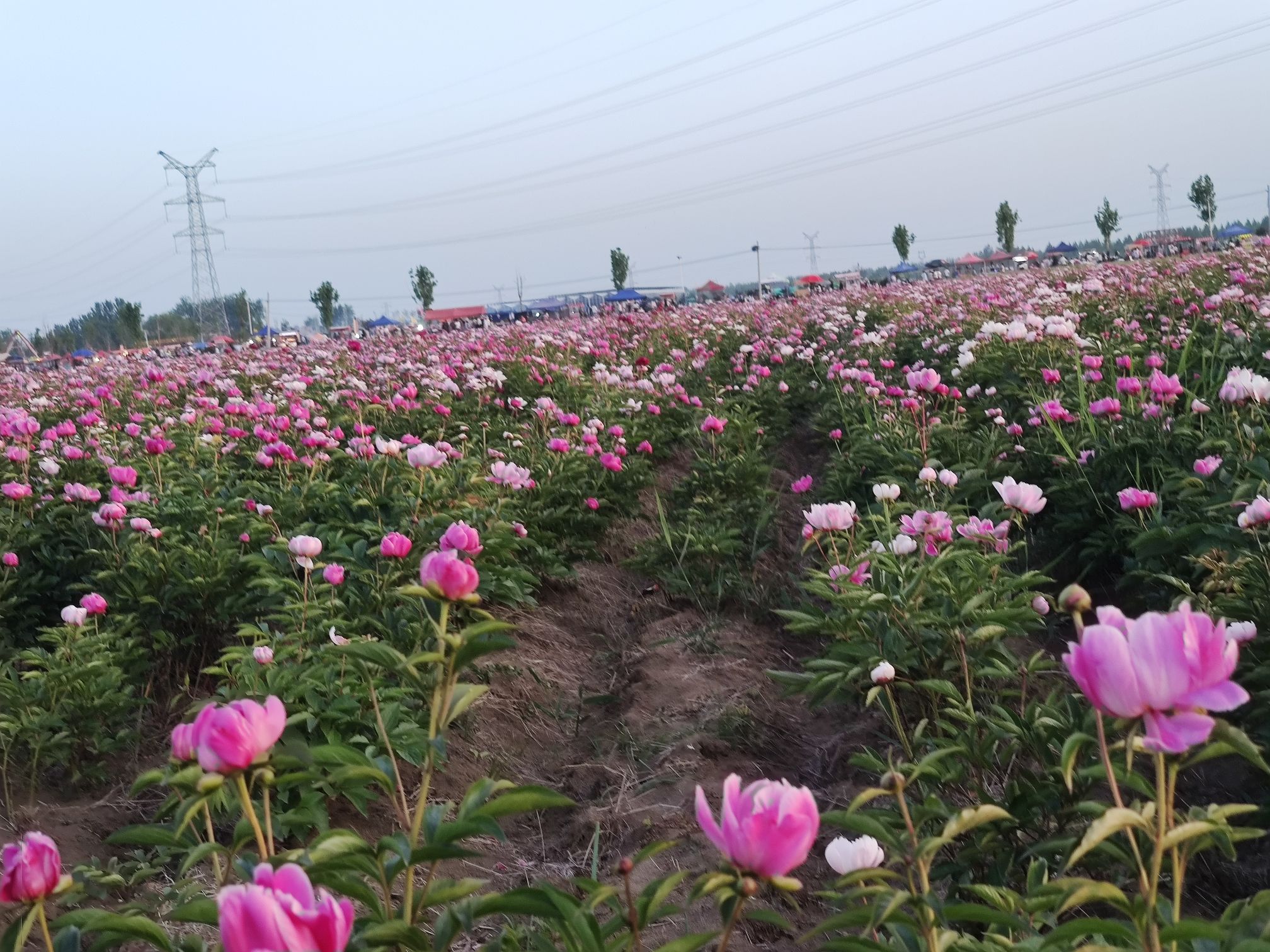 四季花海