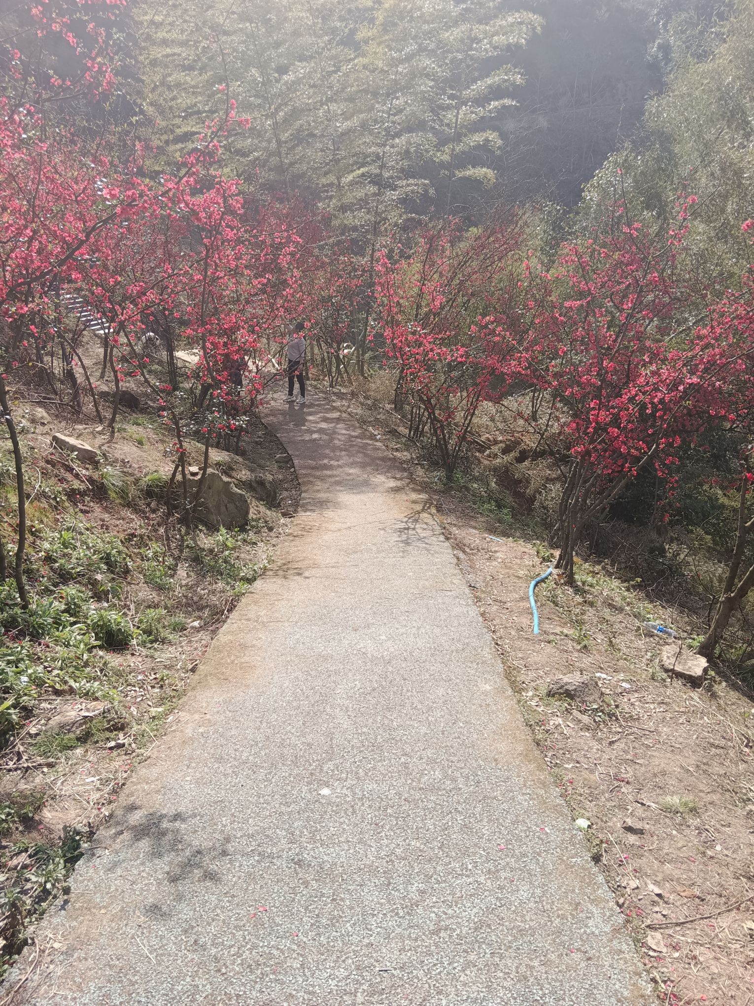 阳光花海