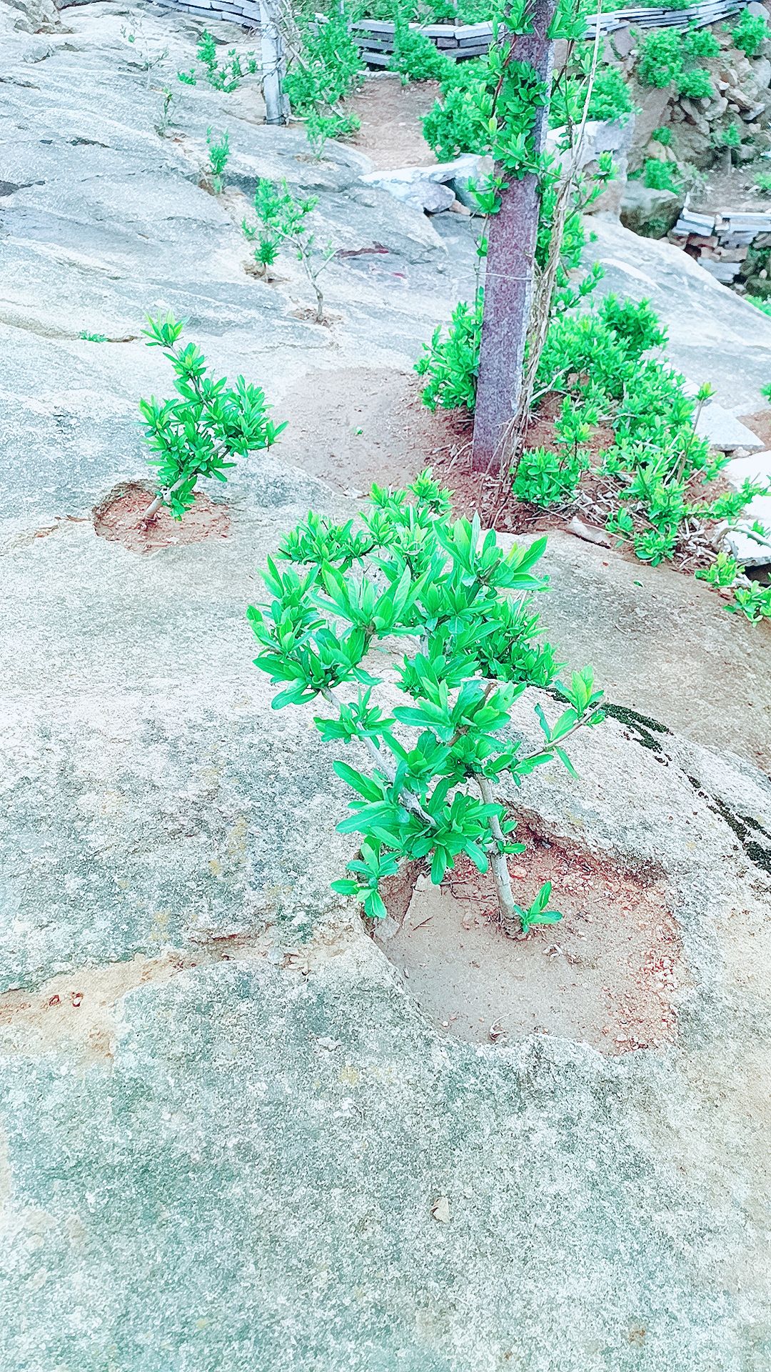 欢山子北花一号风景旅游区
