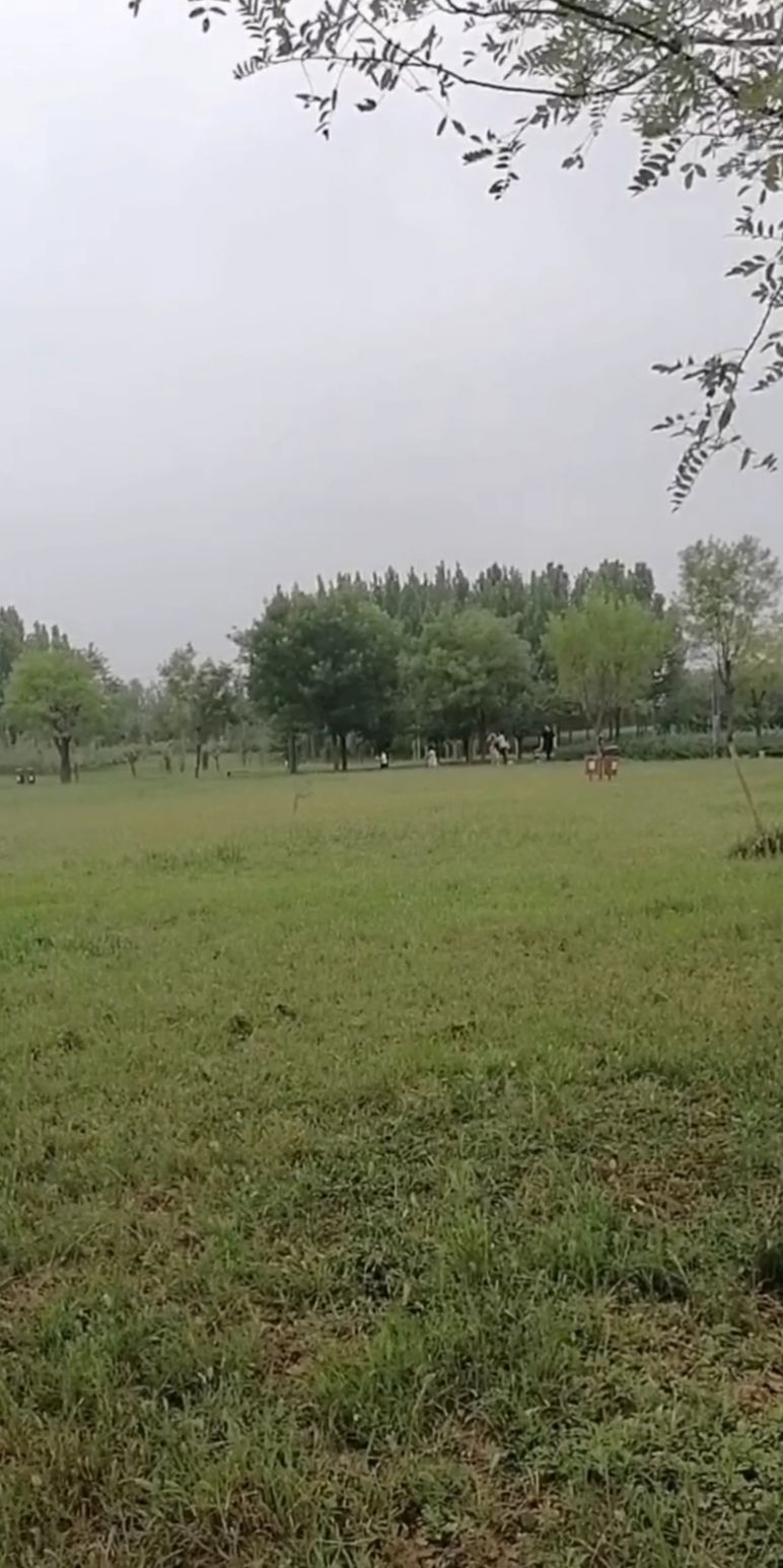 大沙河森林公园