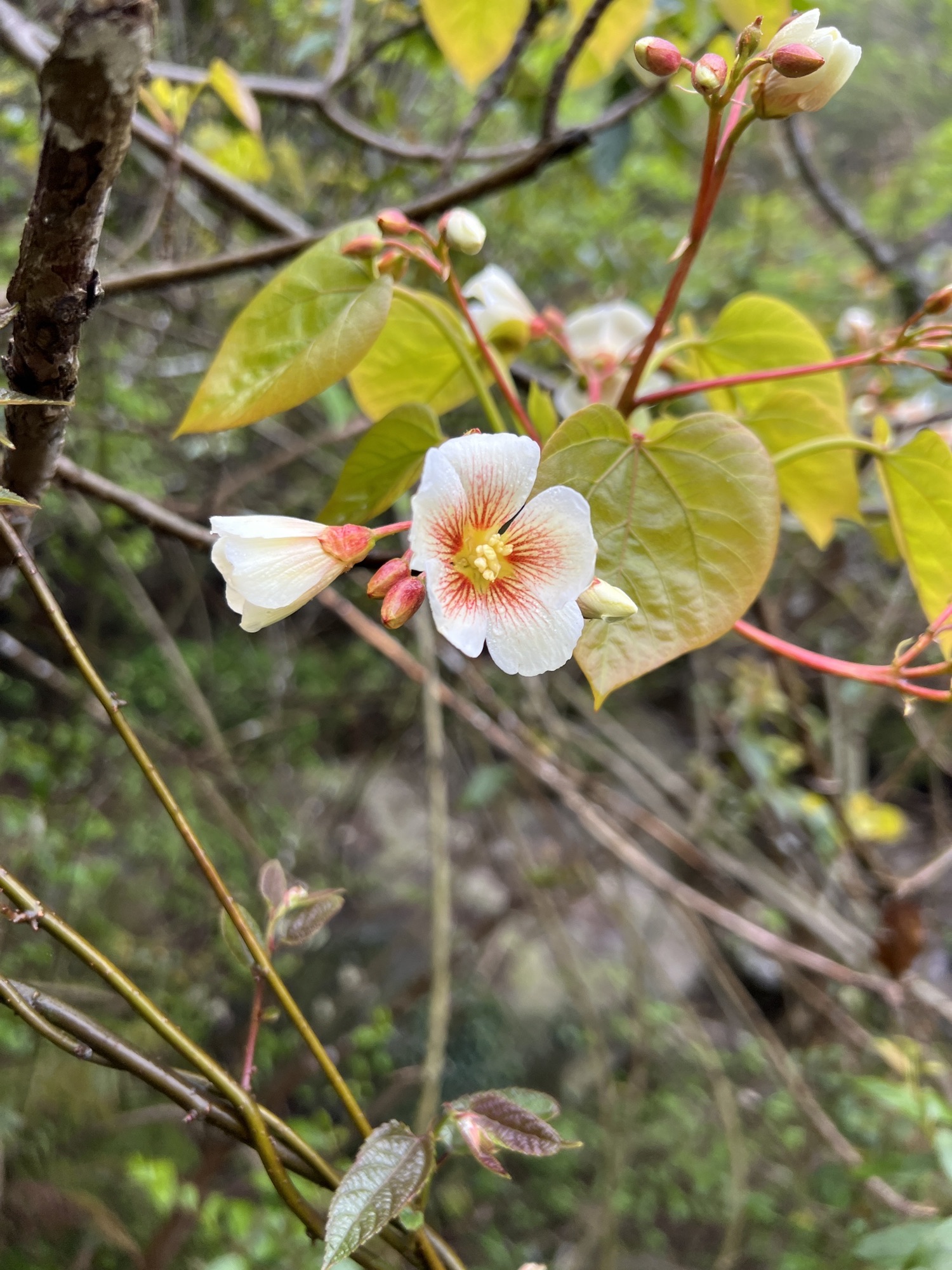 炮台岗烽火台