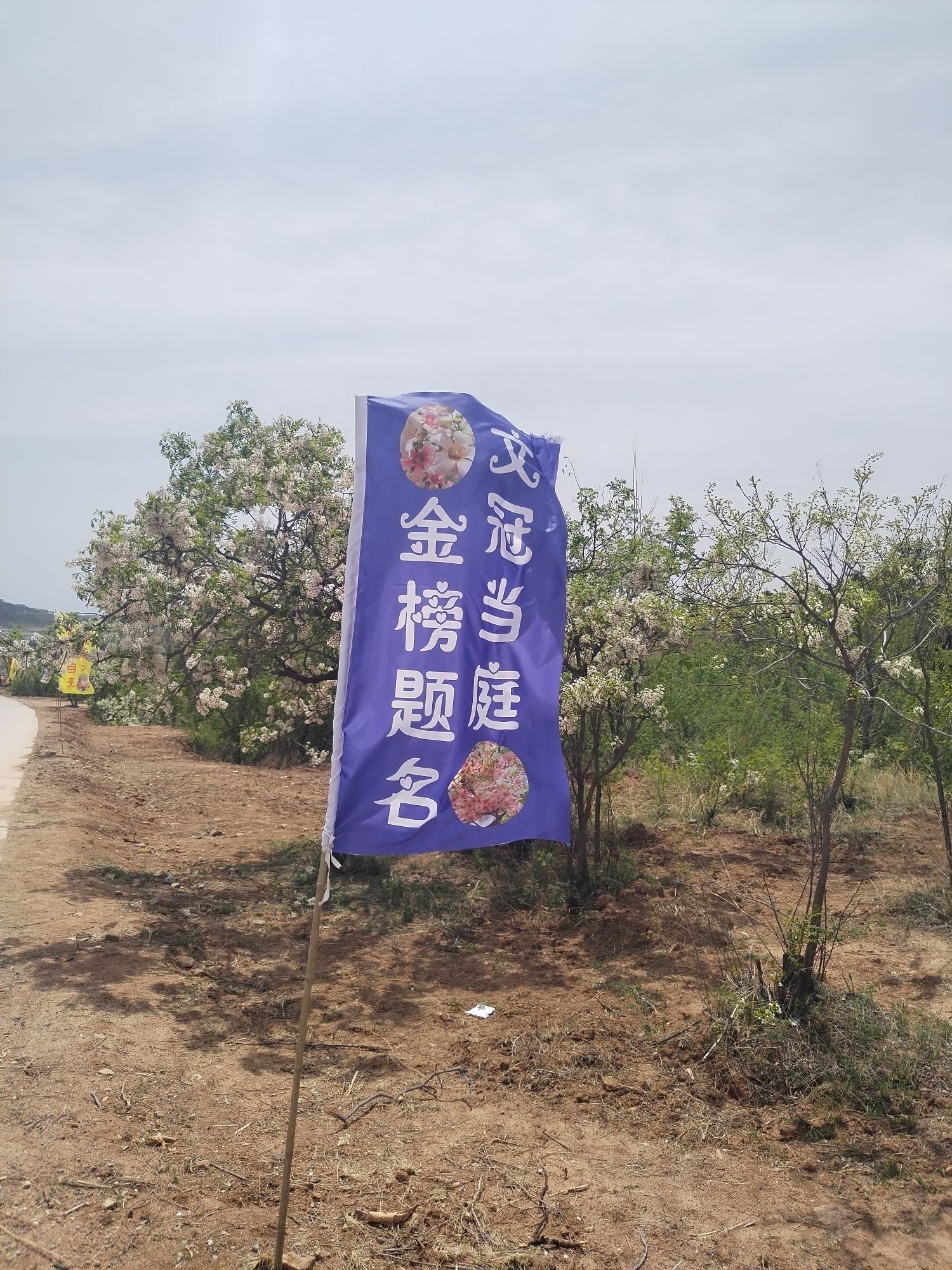 青松岭乡迟杖子村文冠果花海
