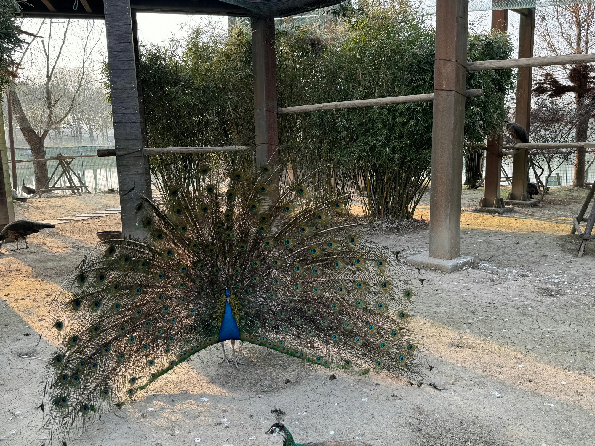 南京固城湾景区旅行图片