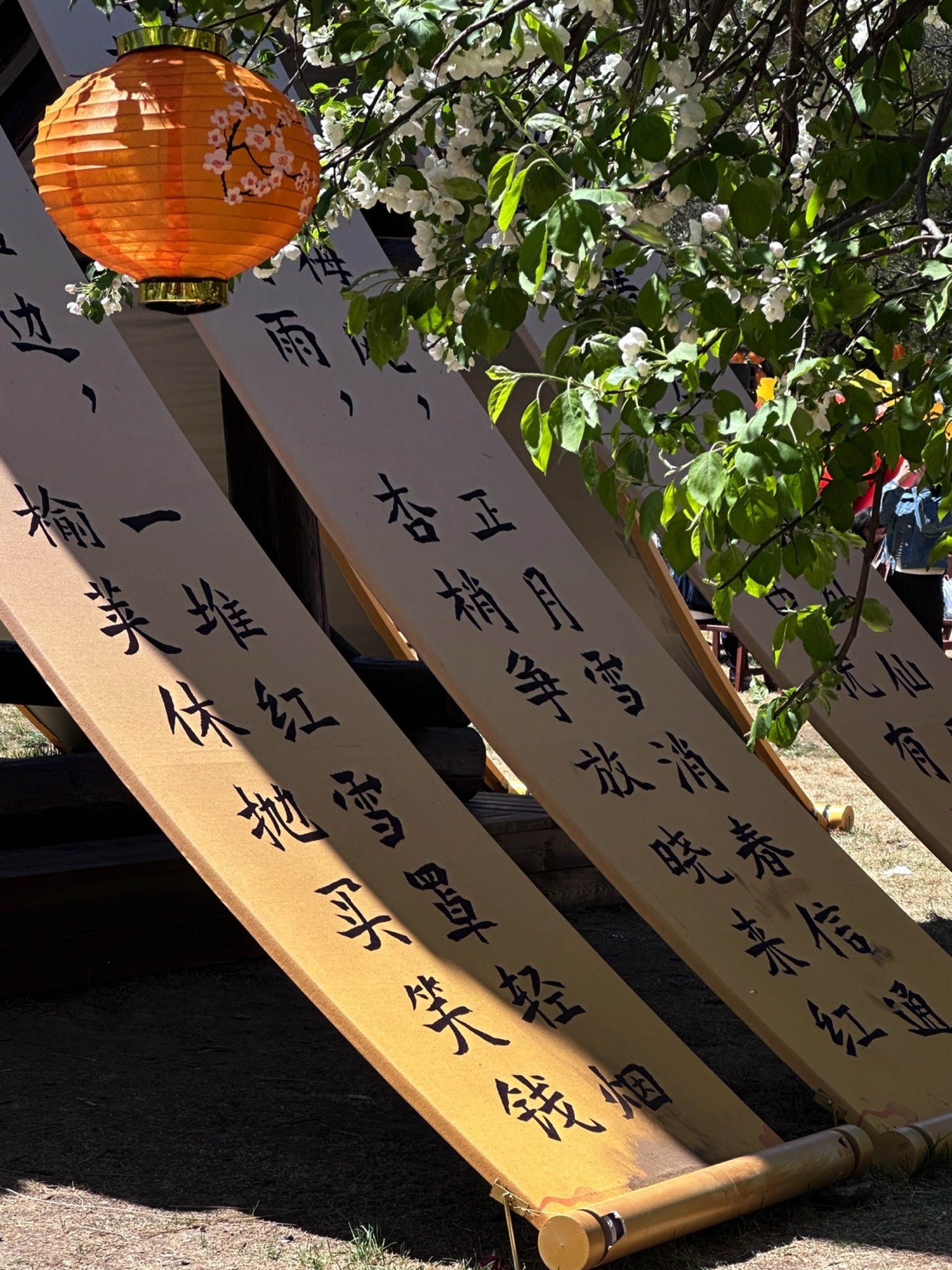 乌素图杏花谷旅行图片
