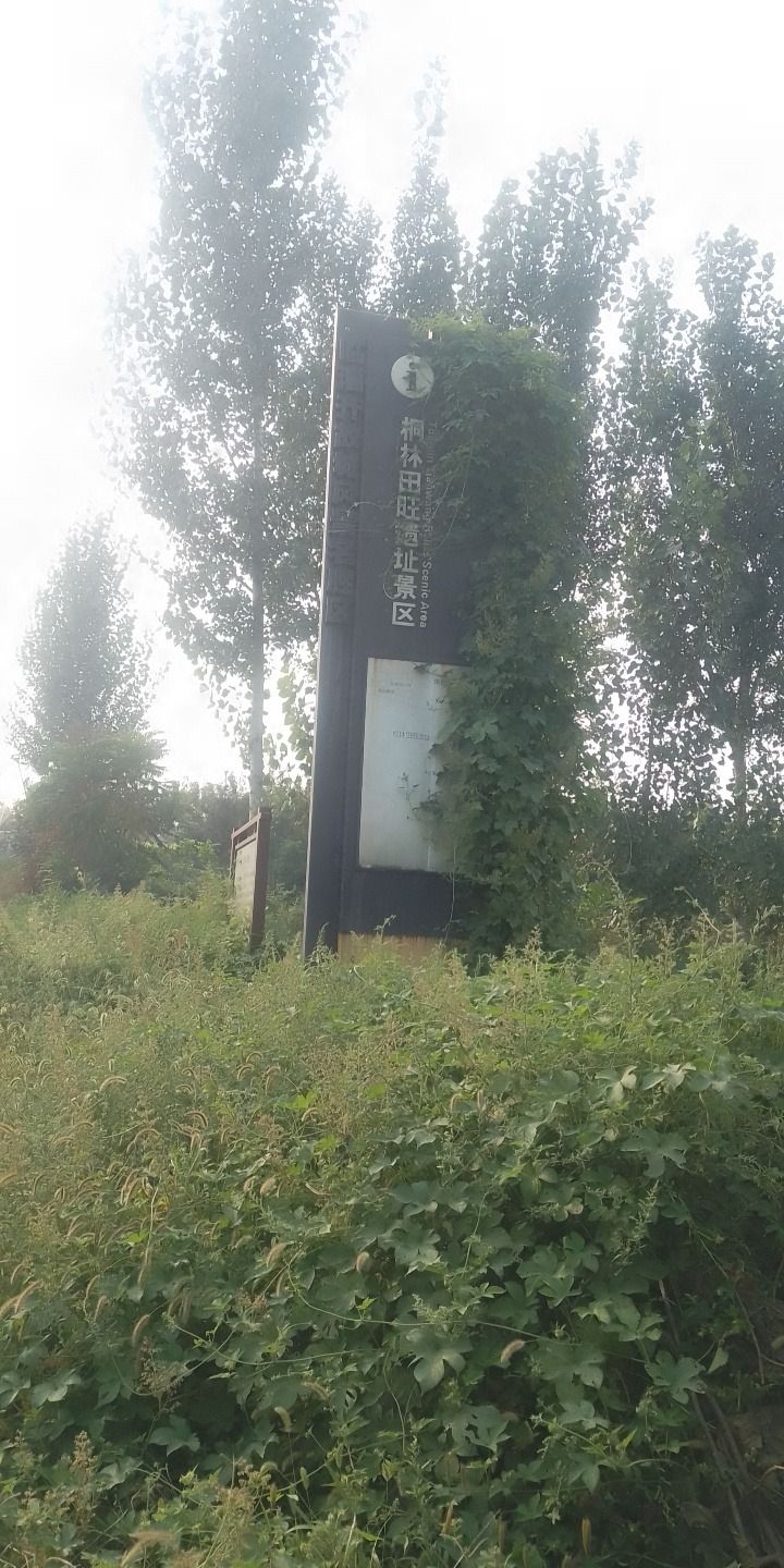 桐林田旺遗址景区