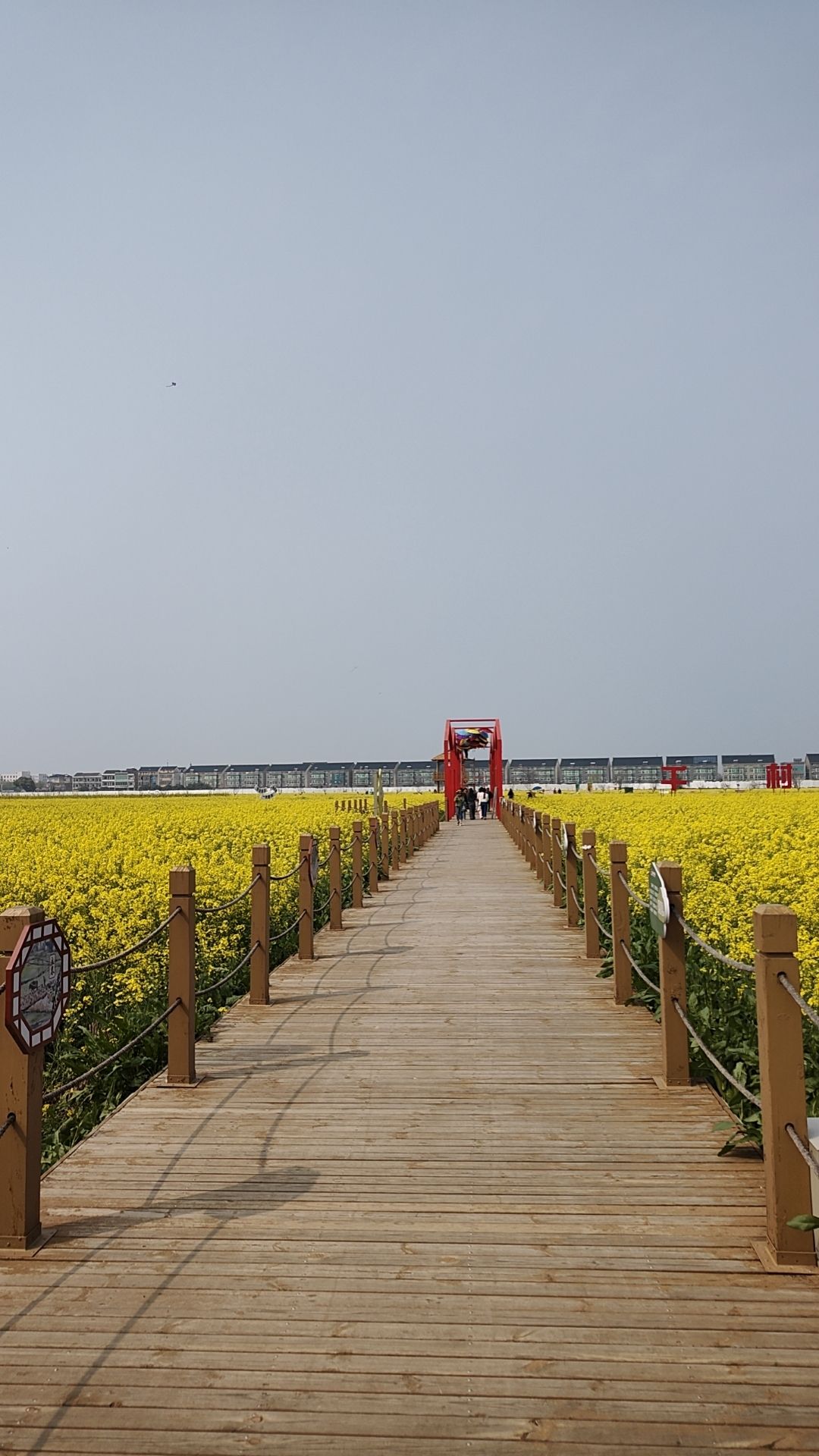 薪火双桥油菜花海旅行图片