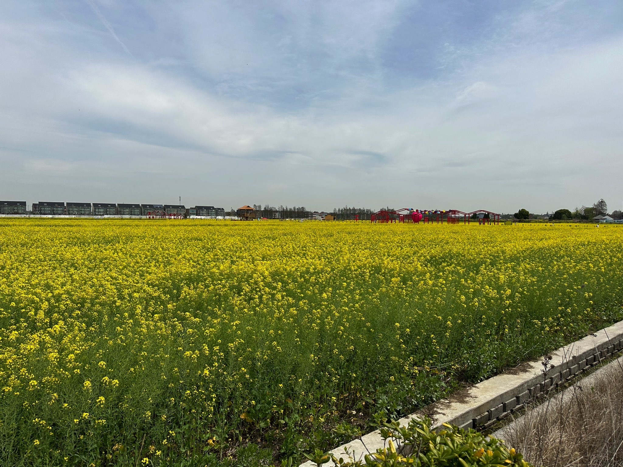薪火双桥油菜花海旅行图片