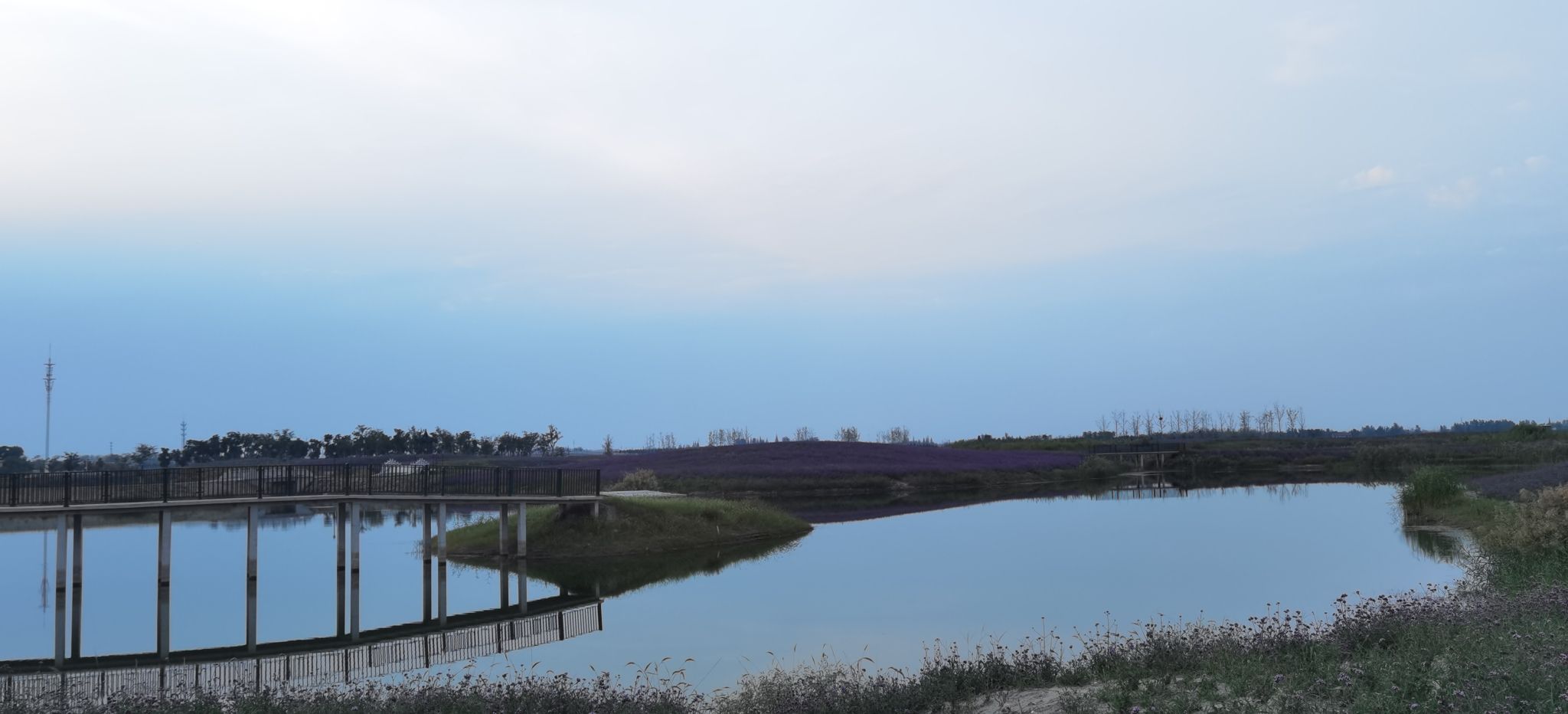 大纵湖湖塘花海景区旅行图片