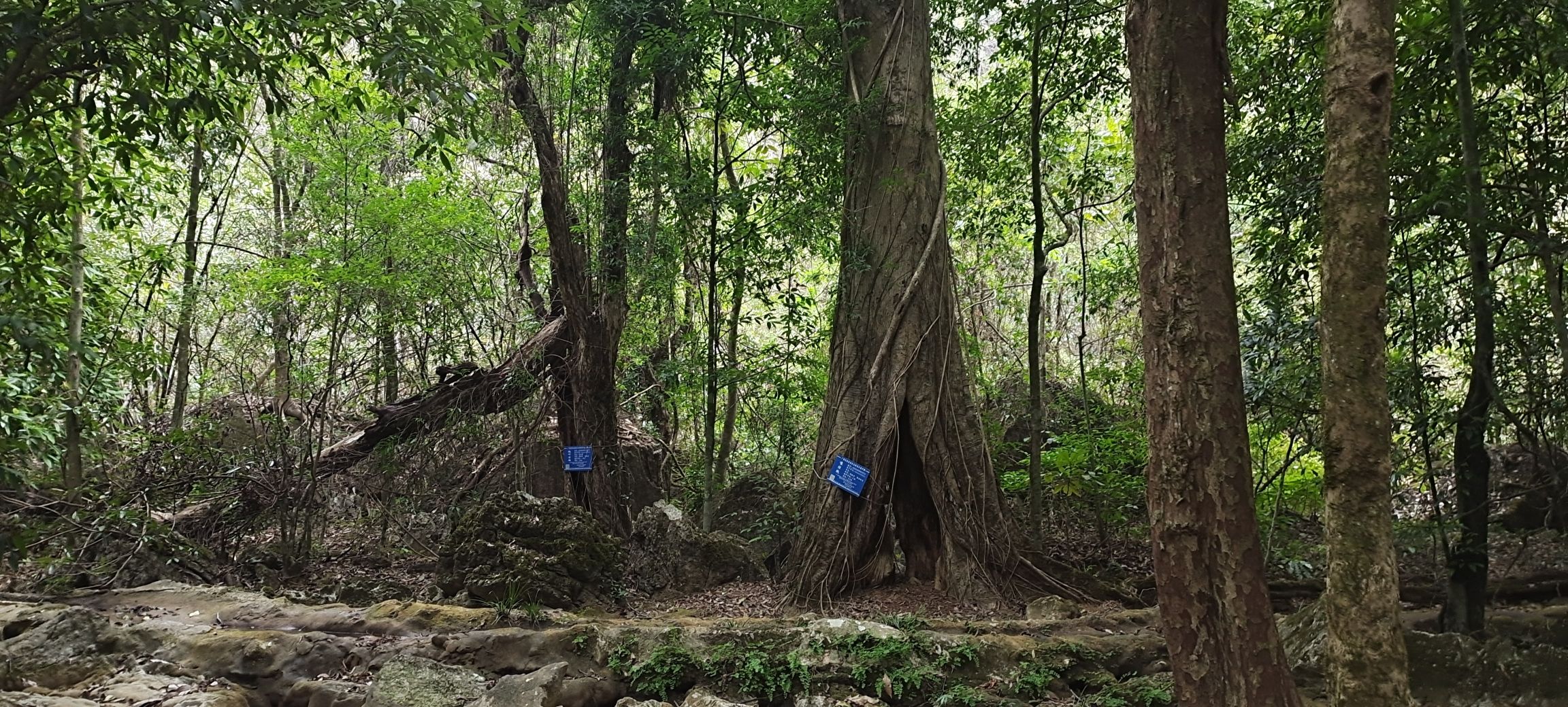 中胆原始森林自然生态风景区