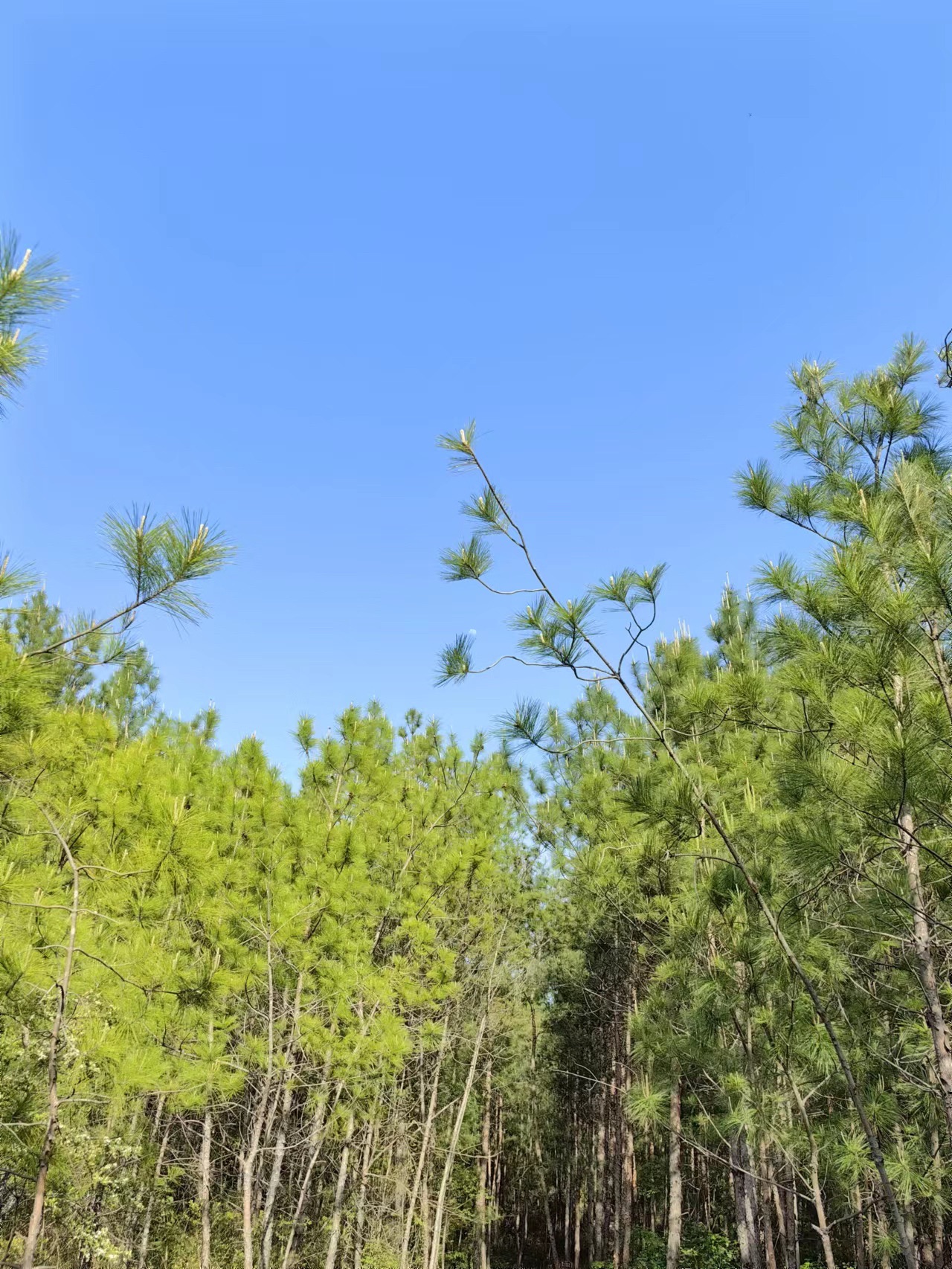 黑石坡森林公园