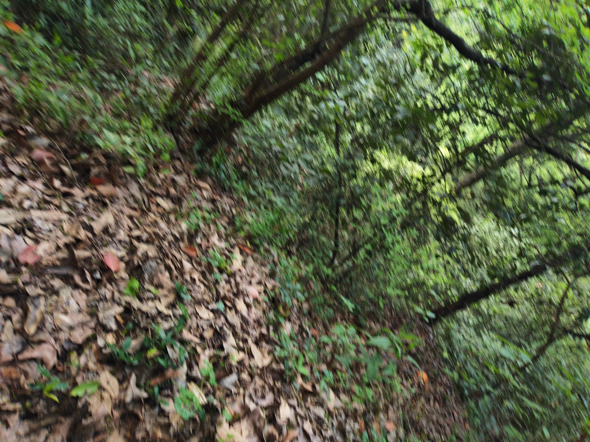 峡川镇隐柿东坪景区