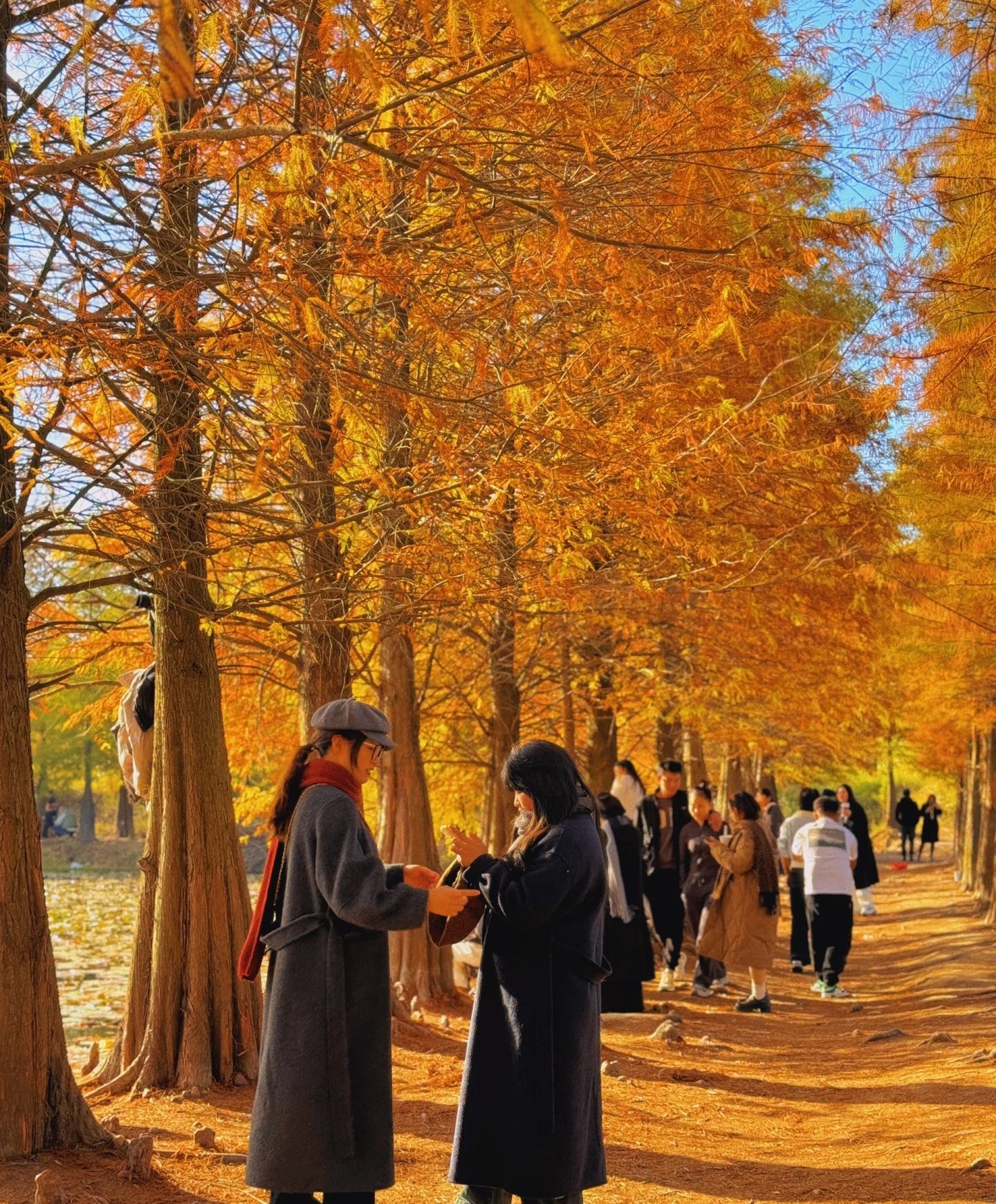 大石坎红水杉