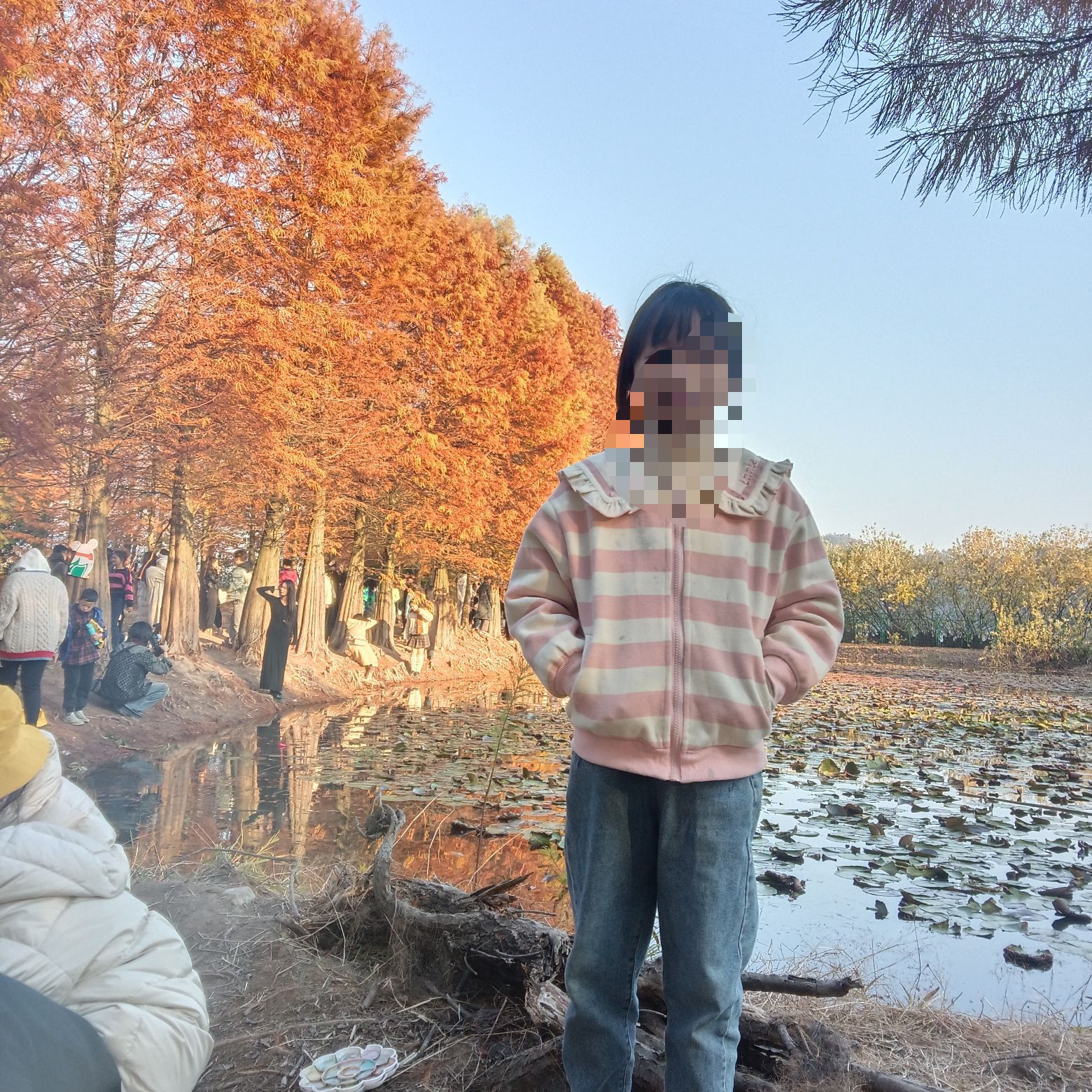 大石坎红水杉旅行图片