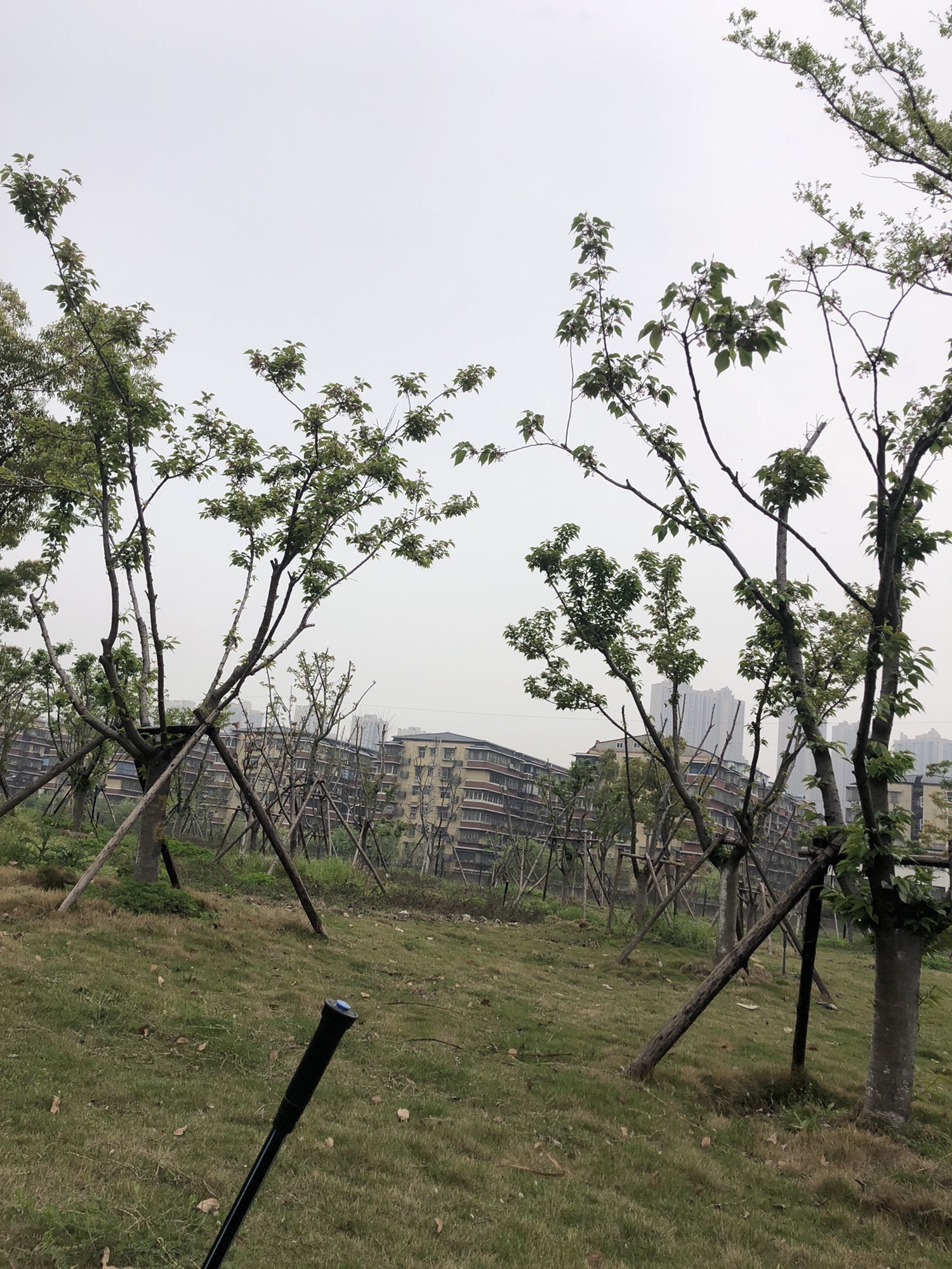 南泥湾公园旅行图片