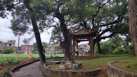 公安镇江台村樟树林公园