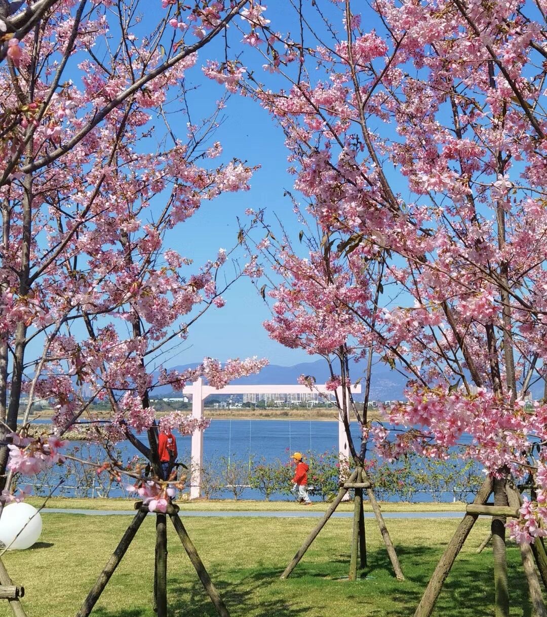 鲤鱼洲樱花岛