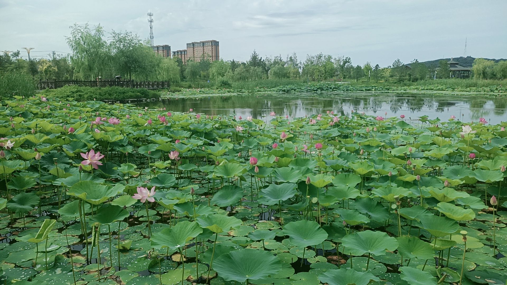 萝北凤栖湖公园旅行图片