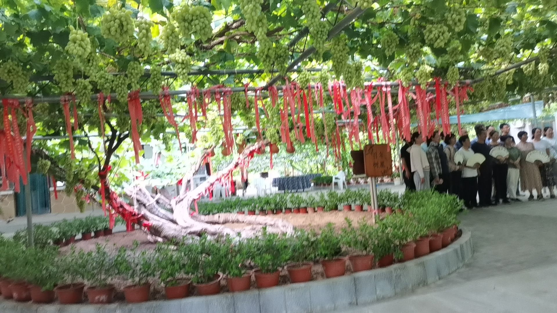 百年树凰