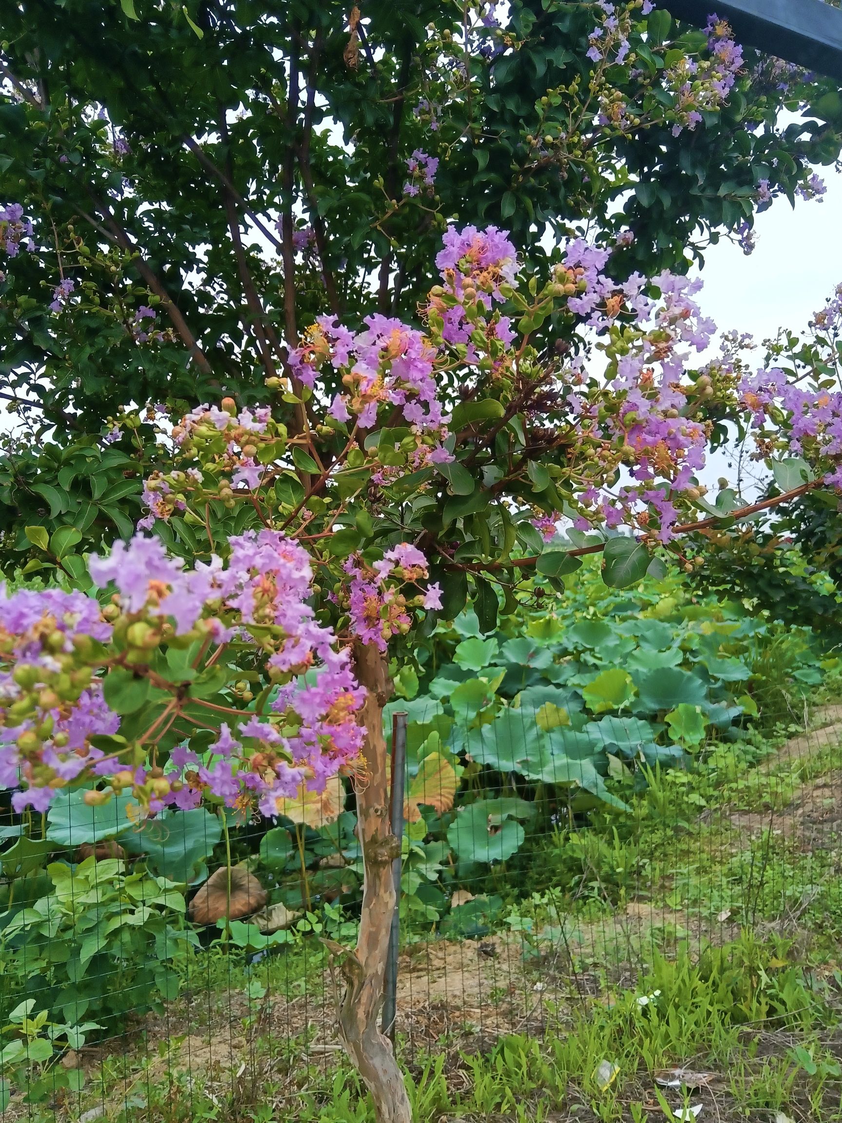 荷花岛