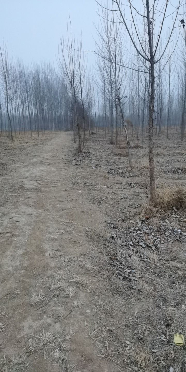 大桑树村冀鲁边区革命旧址