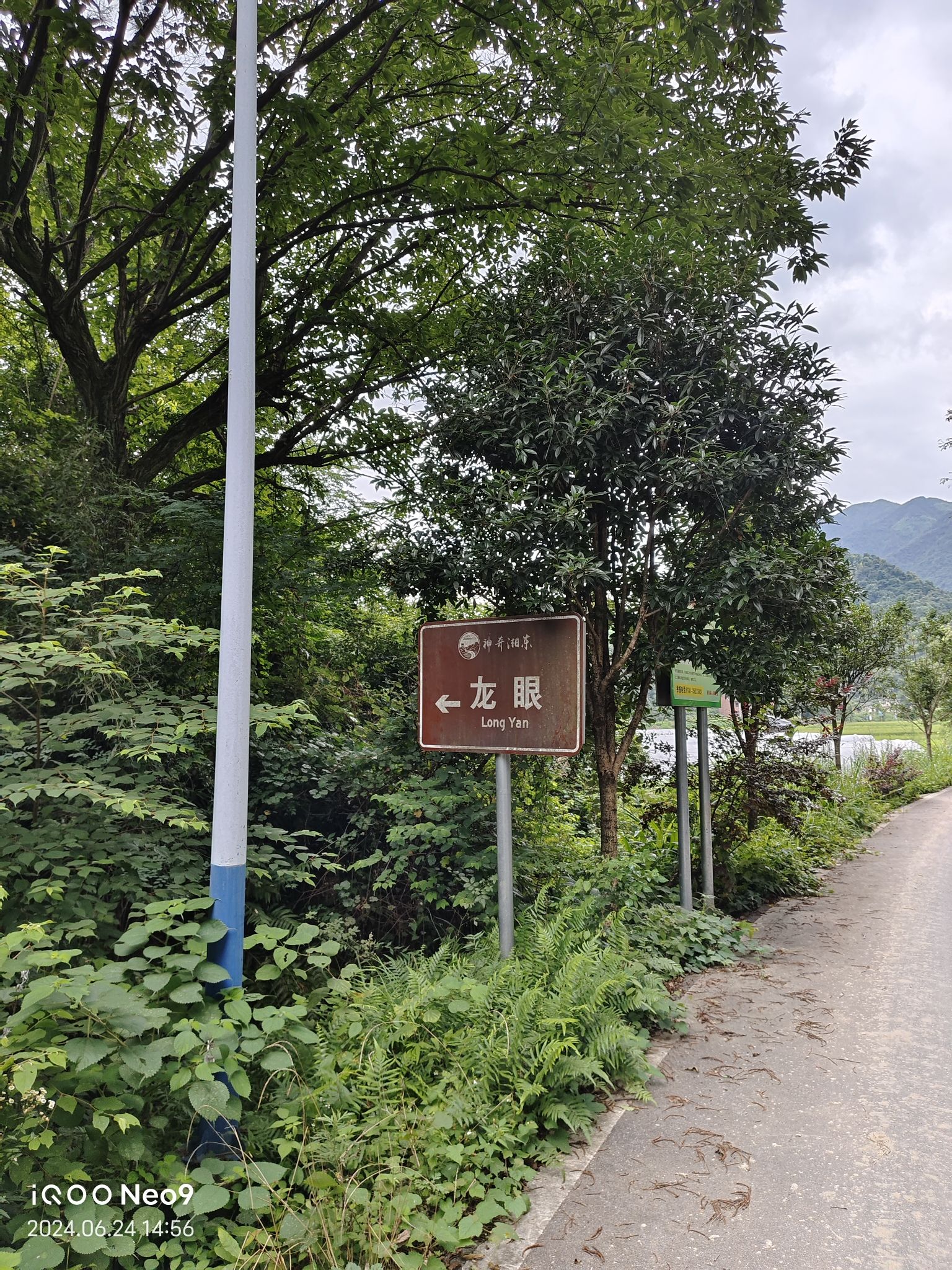 龙眼