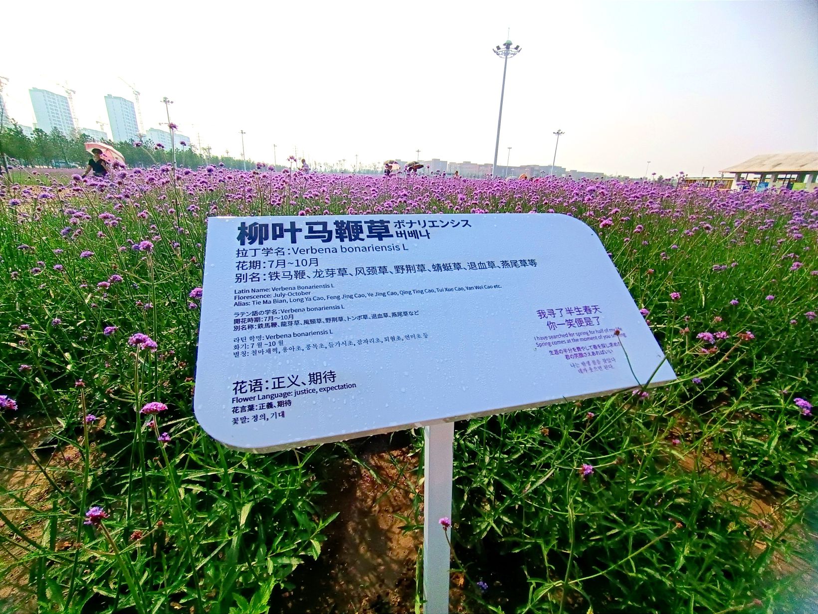 梅小野星光花海旅行图片