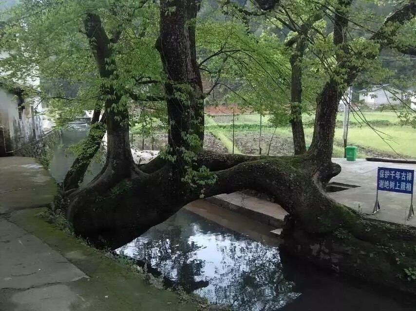 磻坑村第一其奇樟