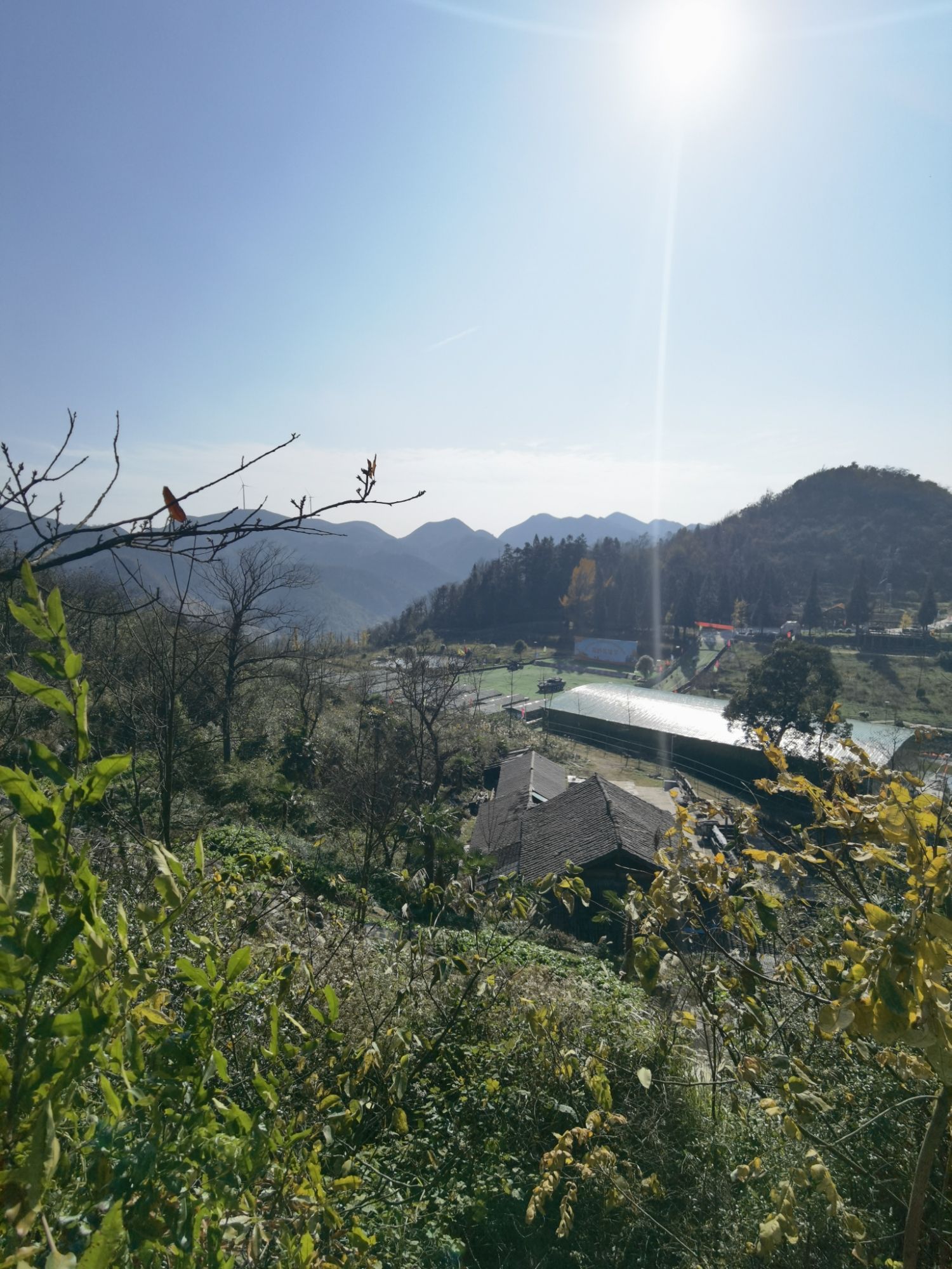 古银杏群景区