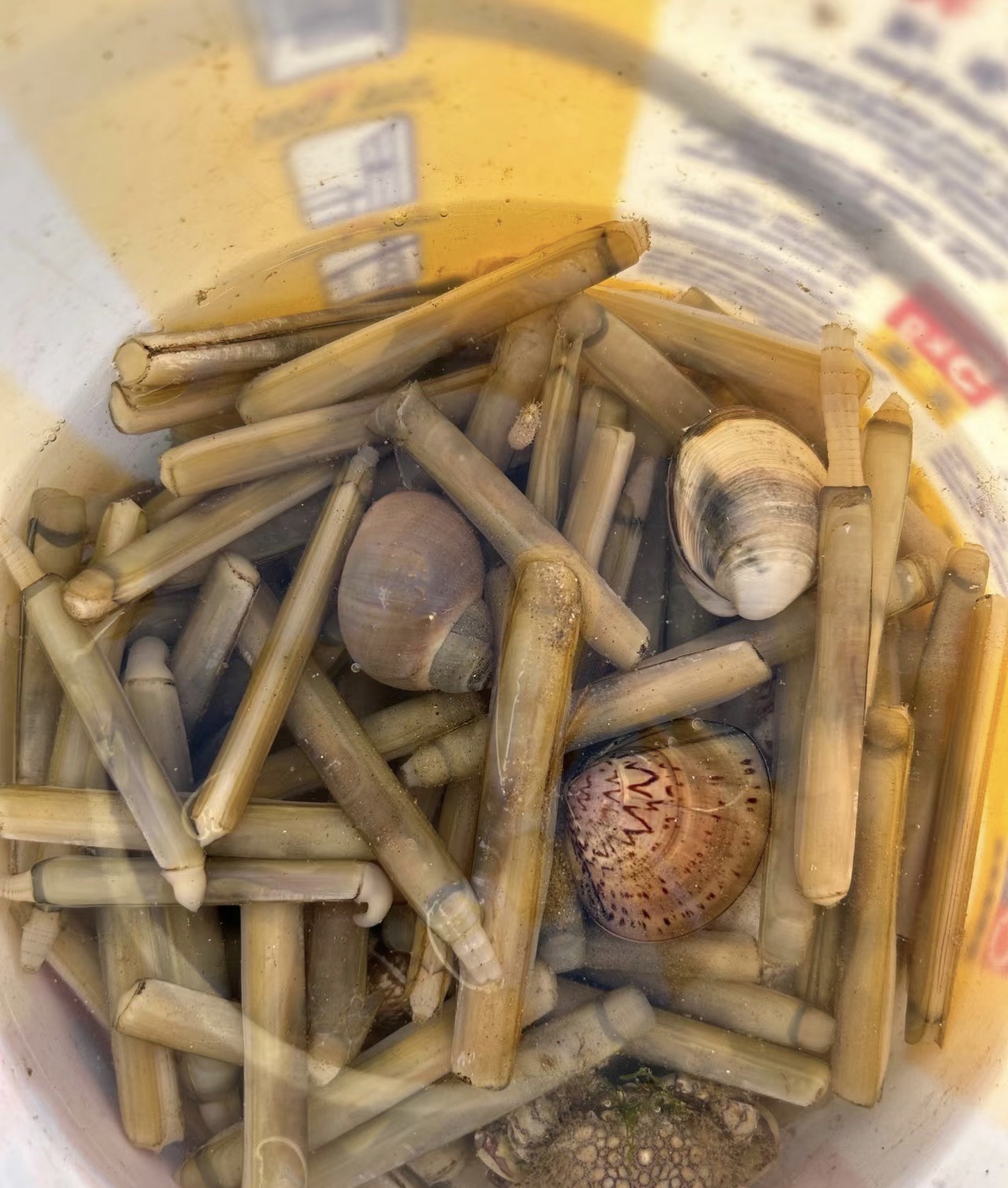 日照大竹蛏–西施舌生态系统海洋特别保护区