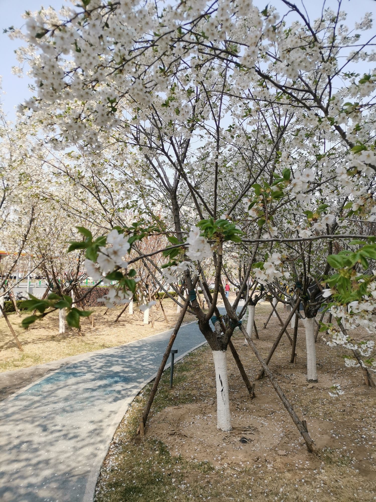 安宁庄公园