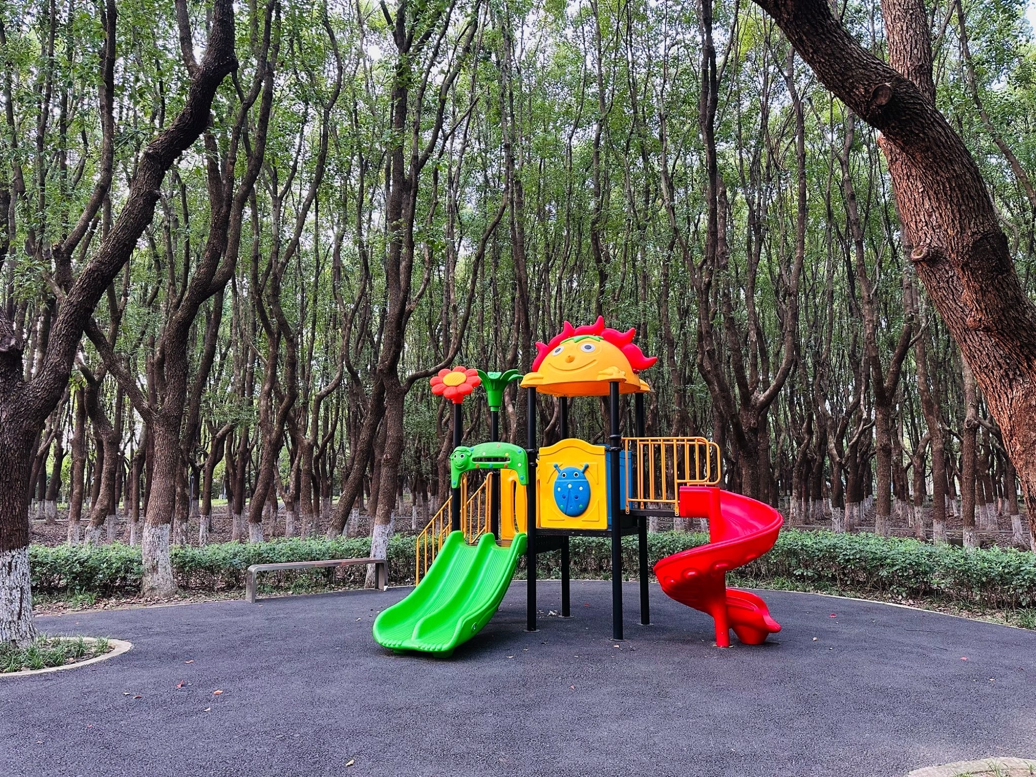 泗沙林地公园旅行图片