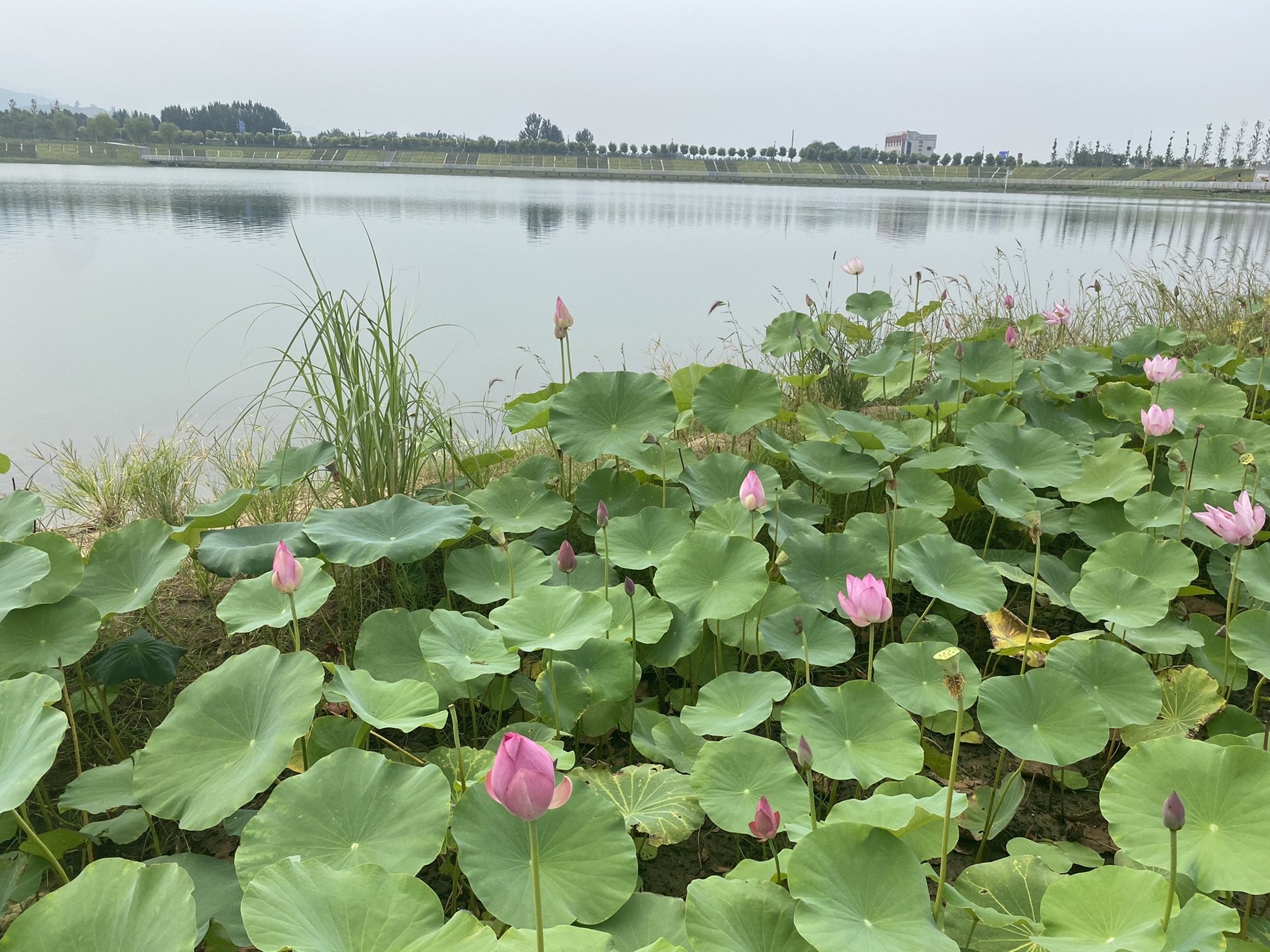 白云湖湿地公园