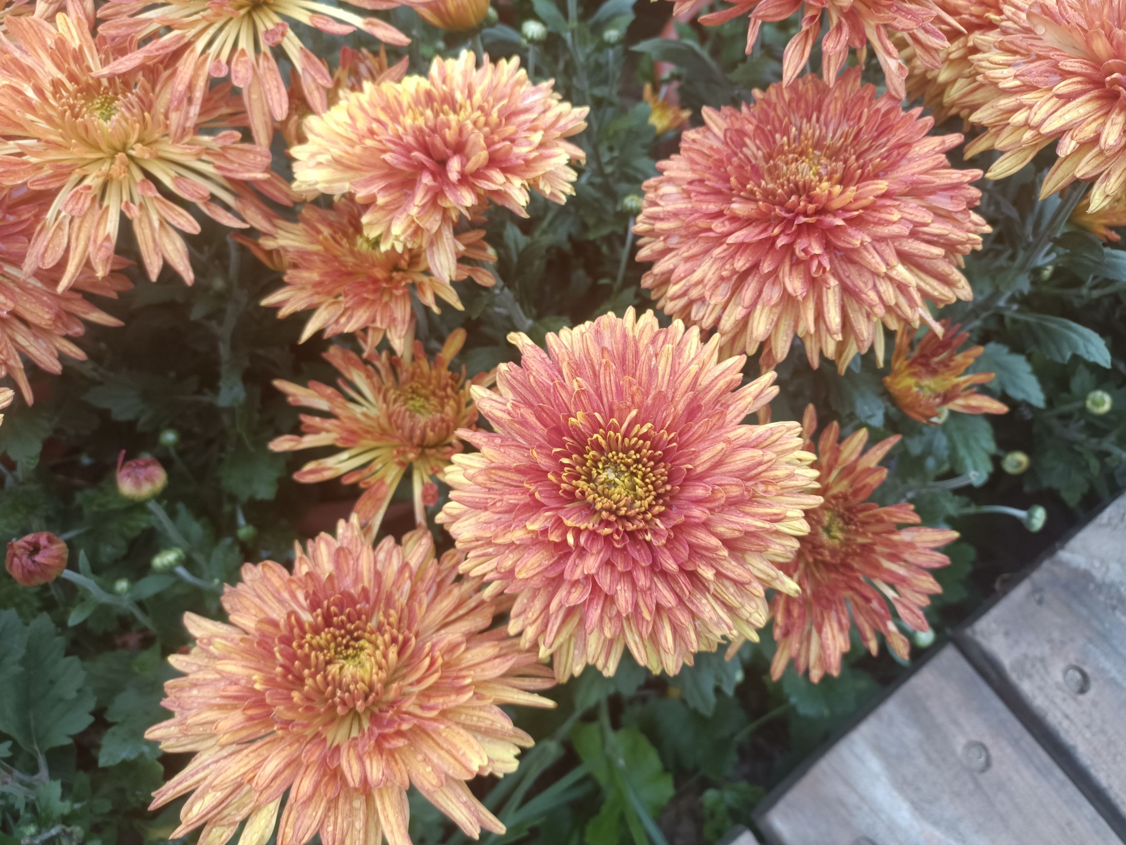 芮城斜口村菊花园