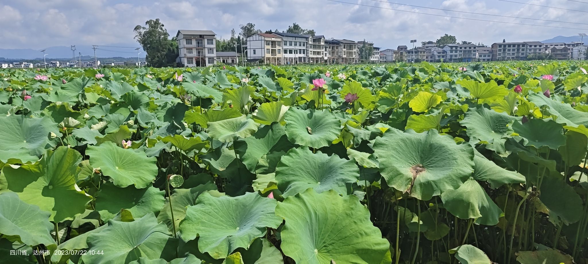 莲花世界