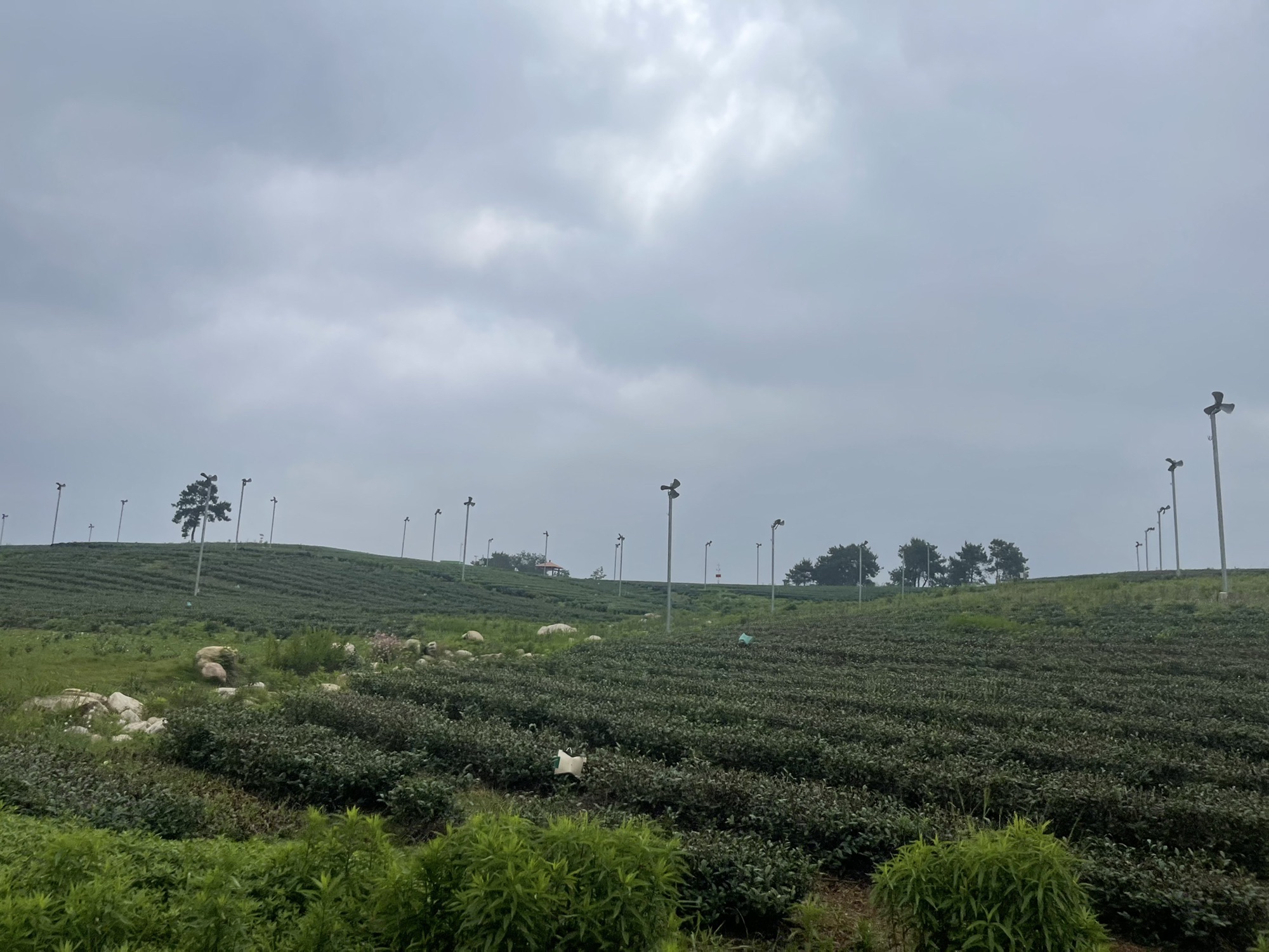 江苏省金坛茅山旅游度假区·茅山茶海