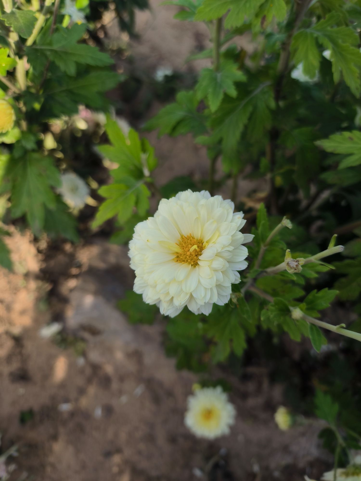 武乡菊花小镇旅行图片
