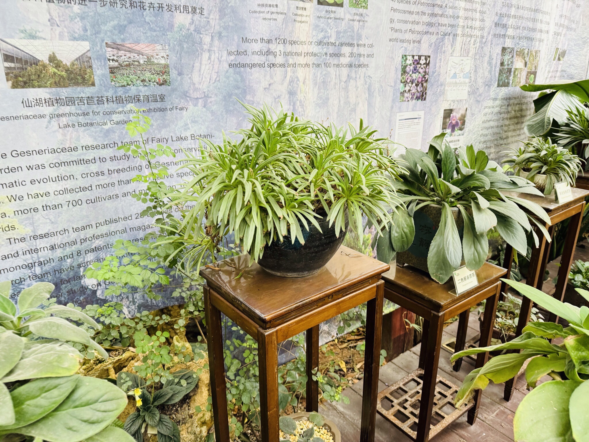 仙湖植物园-苦苣苔园