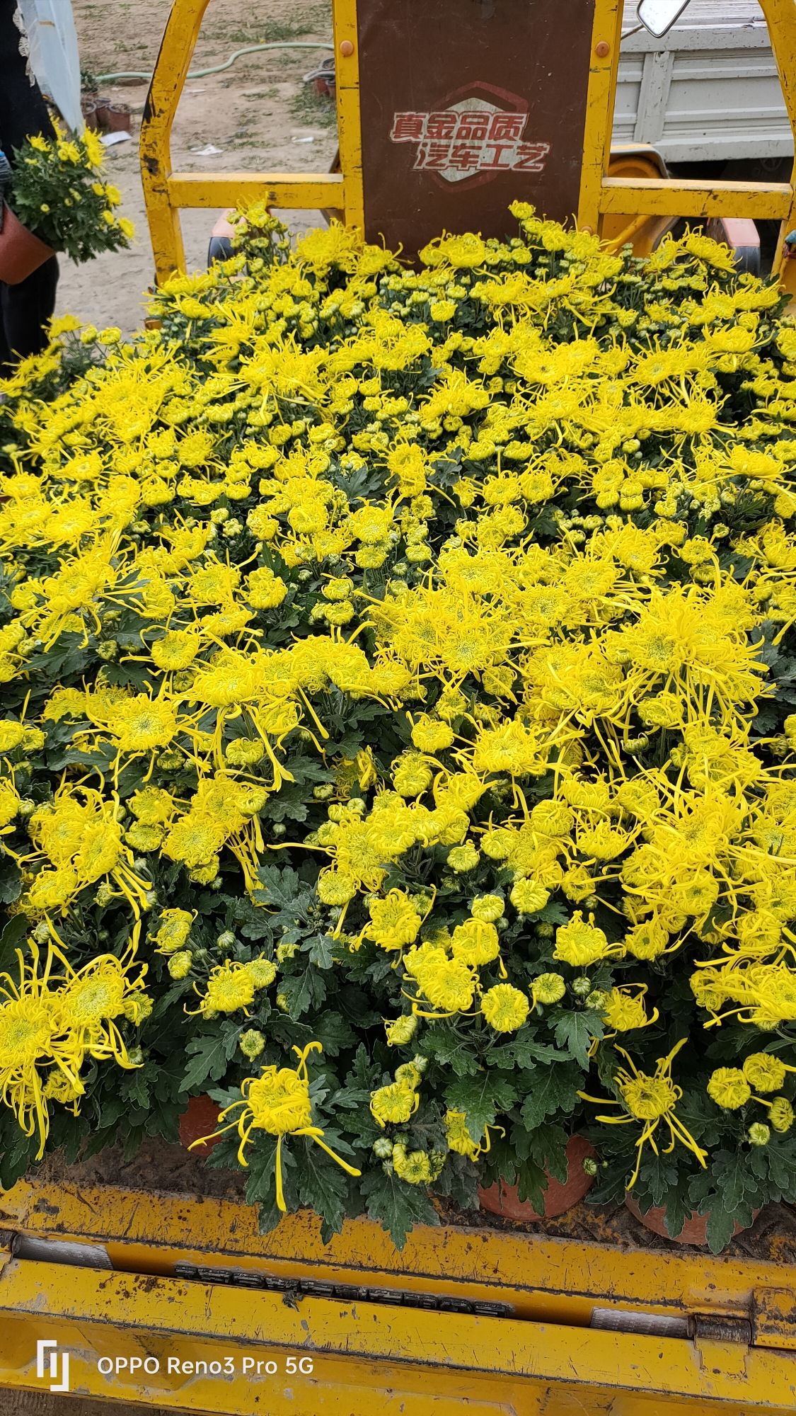 菊花小镇