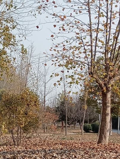 羊头岗城市森林公园