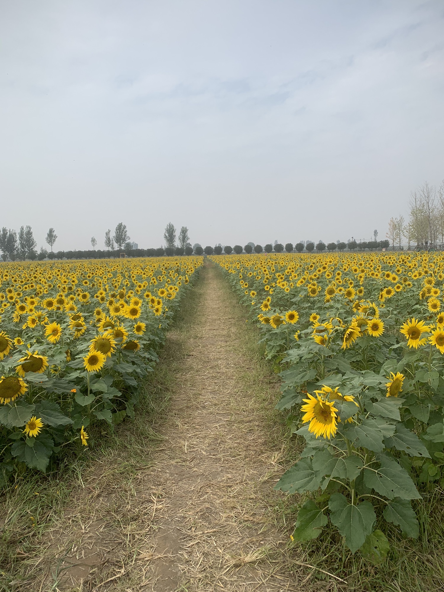 豫见花田