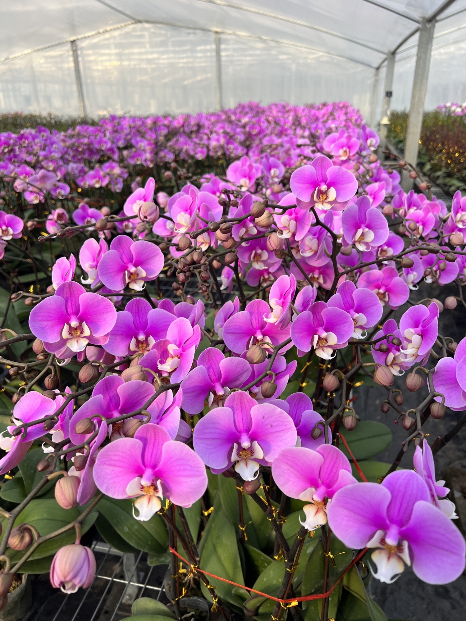 郯城台创花博园蝴蝶兰基地