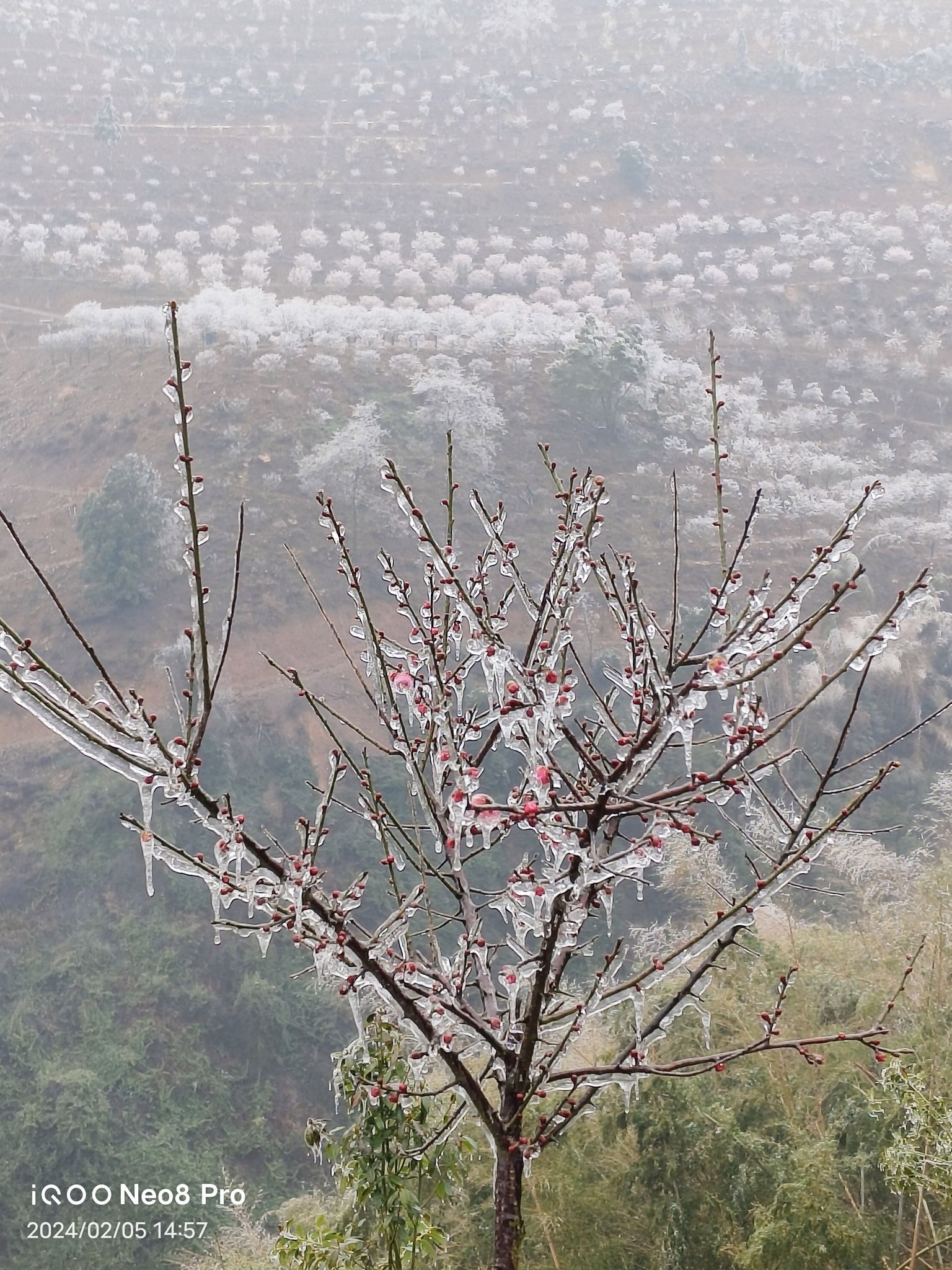 永州红枫谷旅行图片