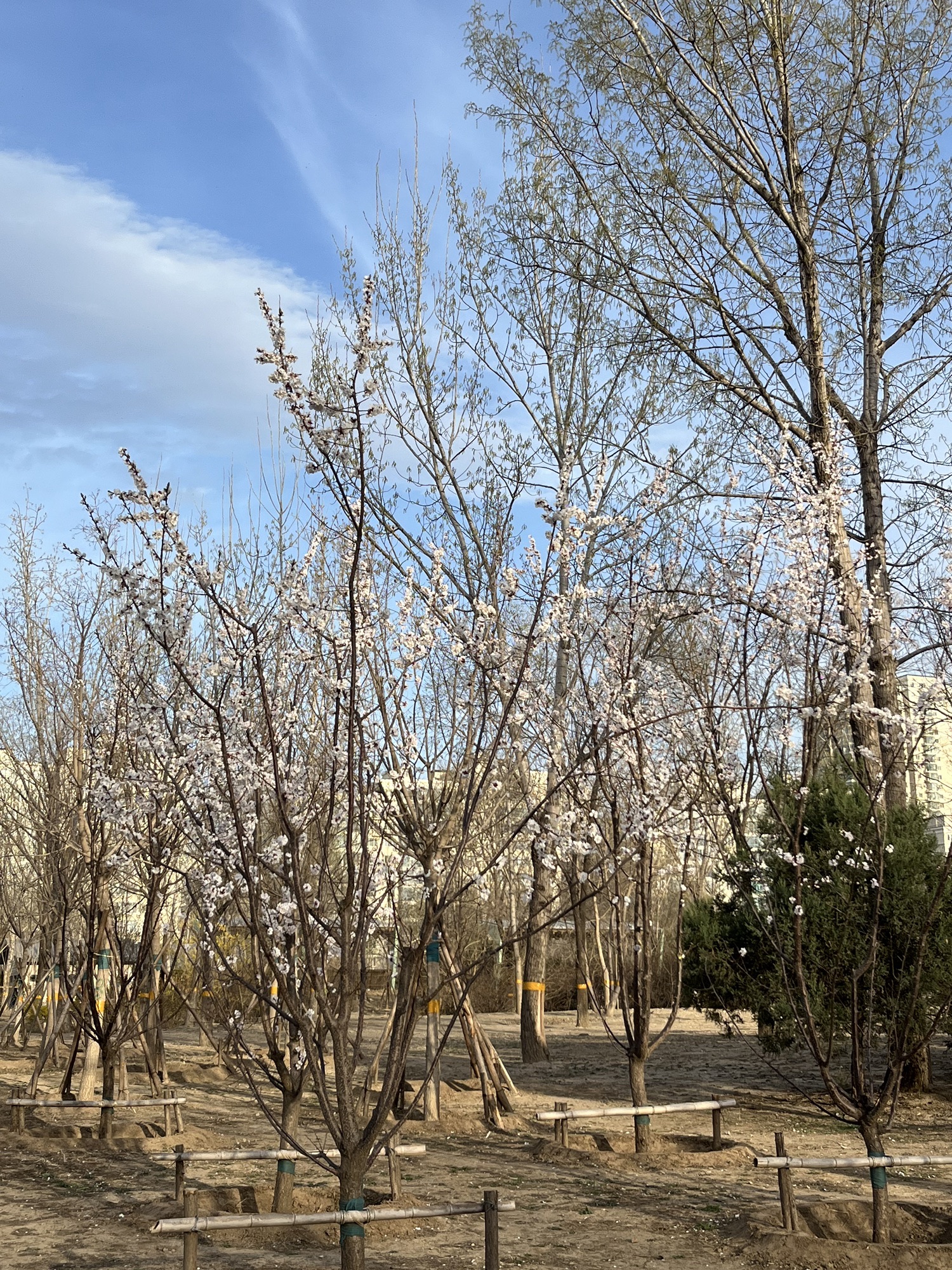 奥北森林公园旅行图片